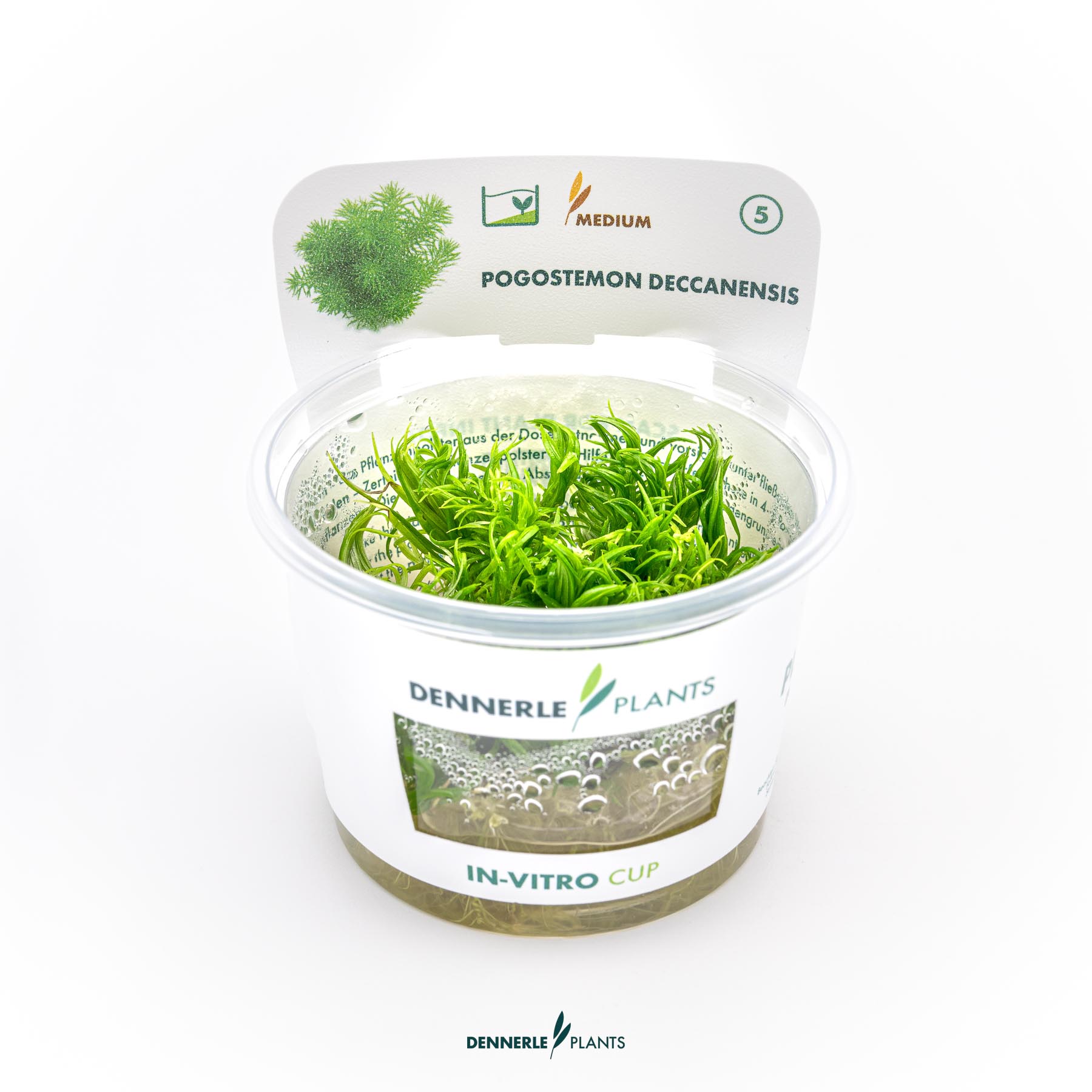 Dennerle Plants Pogostemon Deccanensis In-Vitro (Plantit!)