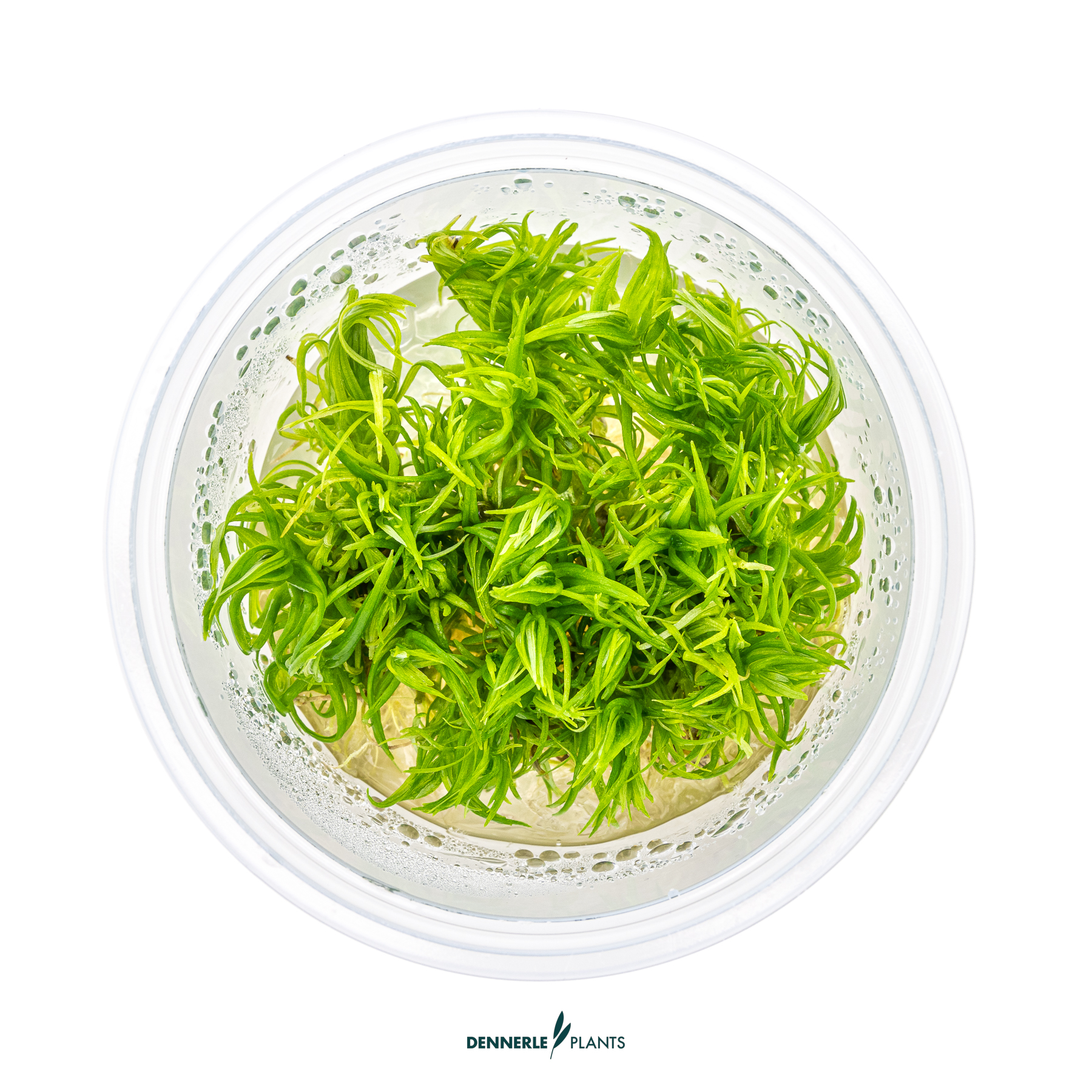 Dennerle Plants Pogostemon Deccanensis In-Vitro (Plantit!) - 2
