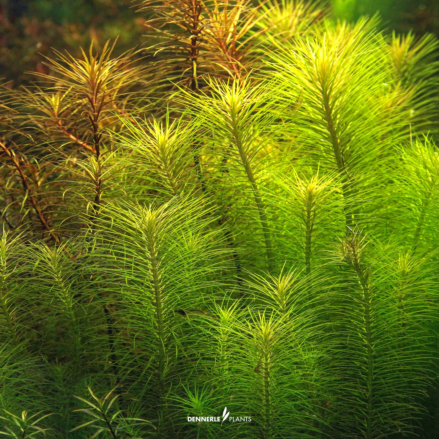 Dennerle Plants Pogostemon Deccanensis In-Vitro (Plantit!) - 4