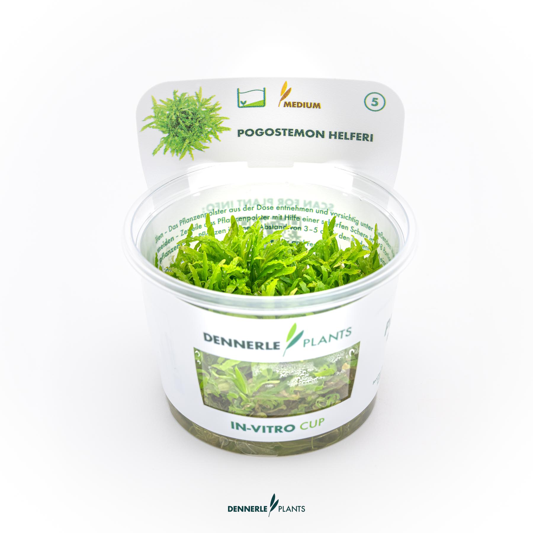 Dennerle Plants Pogostemon Helferi In-Vitro (Plantit!)