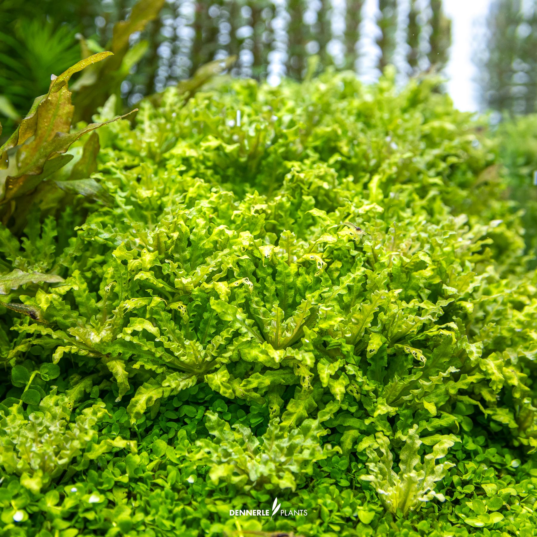 Dennerle Plants Pogostemon Helferi In-Vitro (Plantit!) - 4