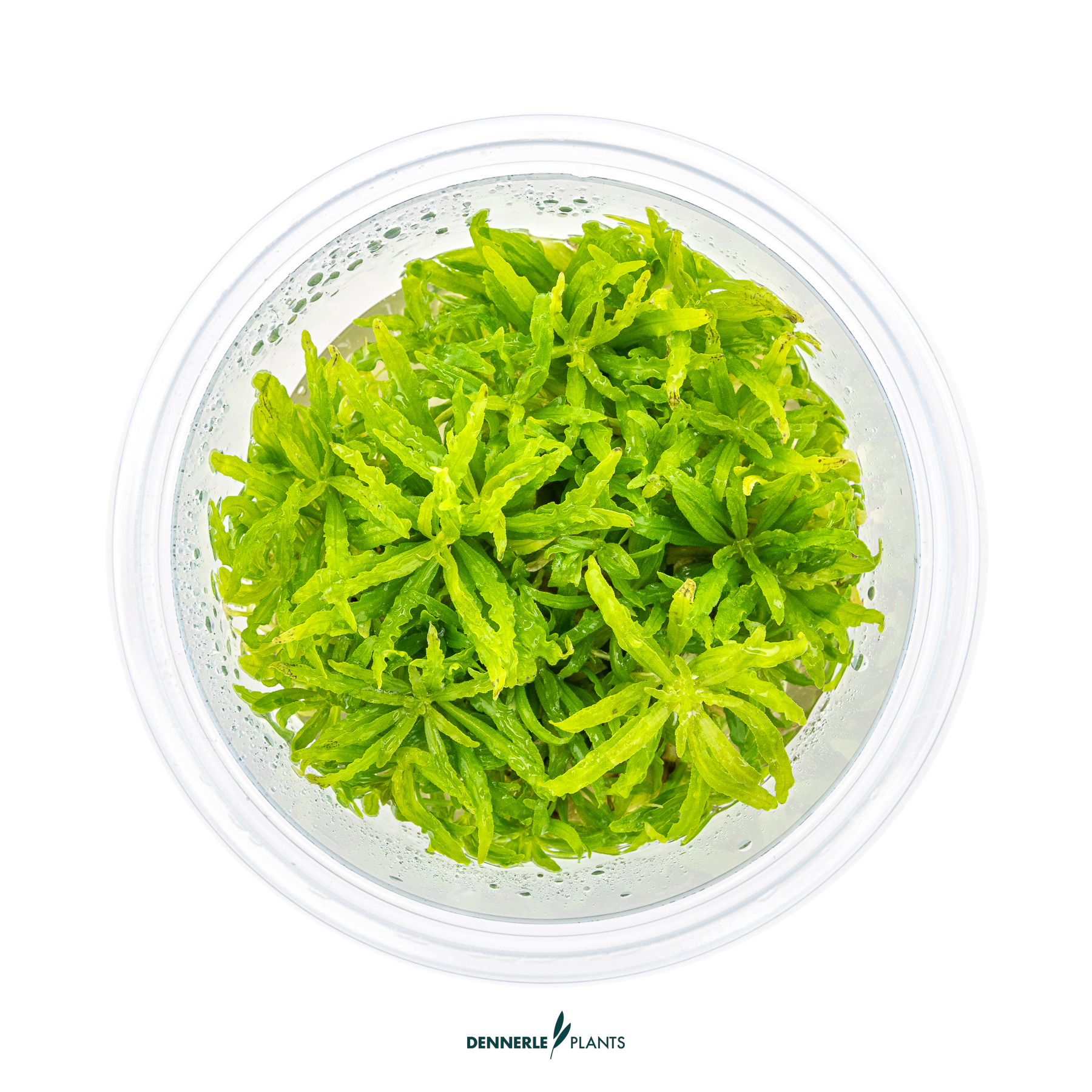 Dennerle Plants Pogostemon Helferi In-Vitro (Plantit!) - 2