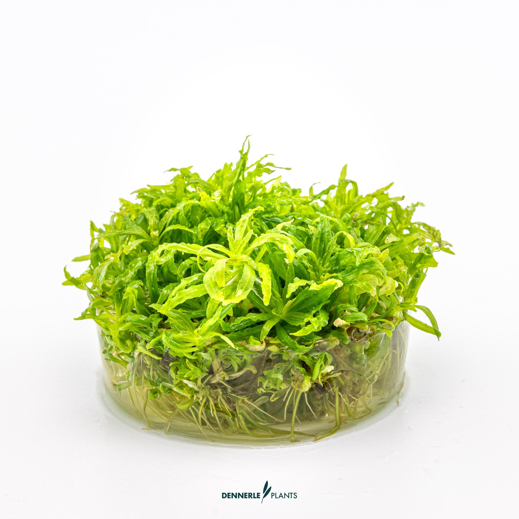 Dennerle Plants Pogostemon Helferi In-Vitro (Plantit!) - 3