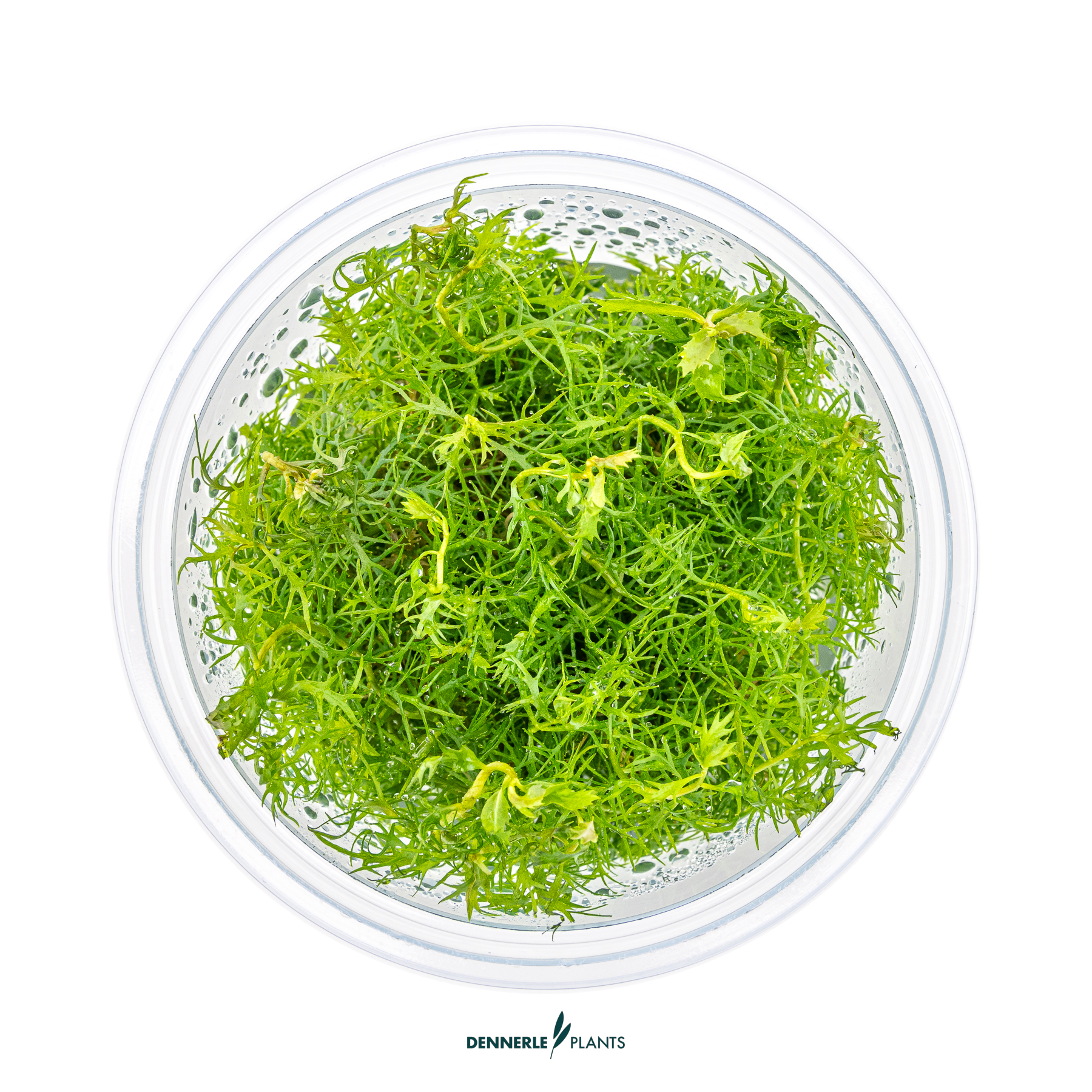 Dennerle Plants Proserpinaca Palustris In-Vitro (Plantit!) - 2