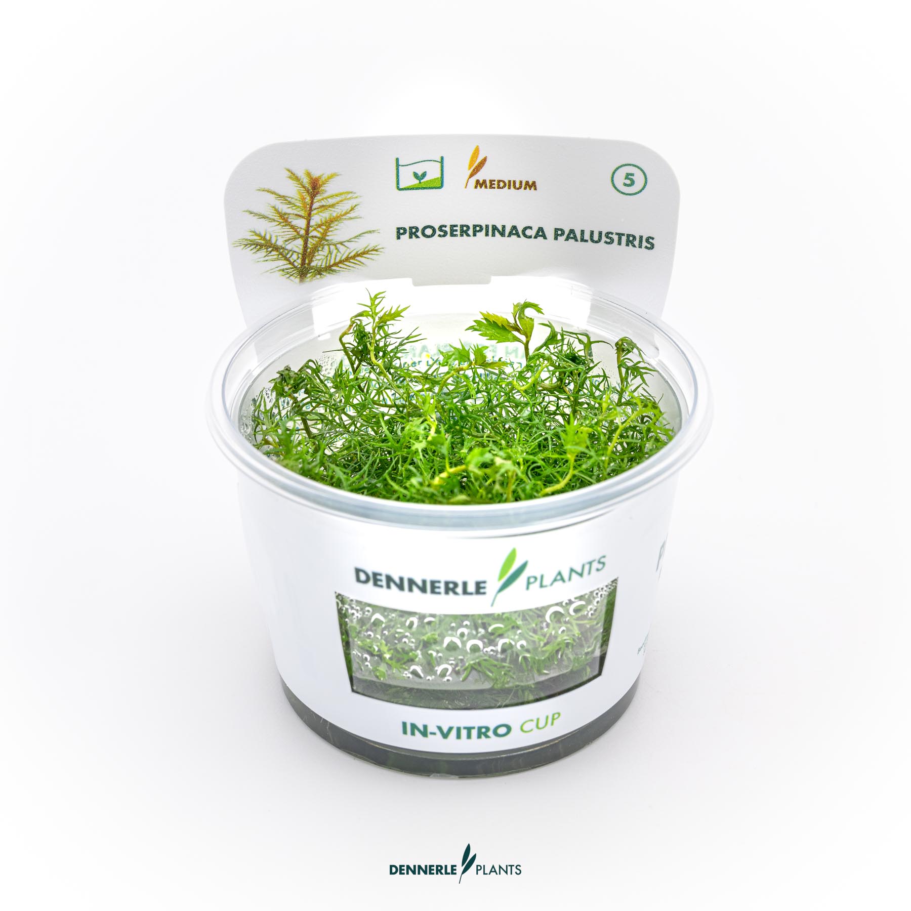 Dennerle Plants Proserpinaca Palustris In-Vitro (Plantit!)