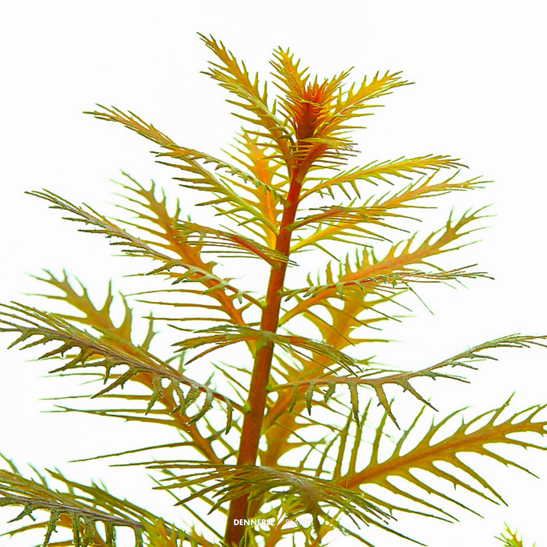 Dennerle Plants Proserpinaca Palustris In-Vitro (Plantit!) - 4