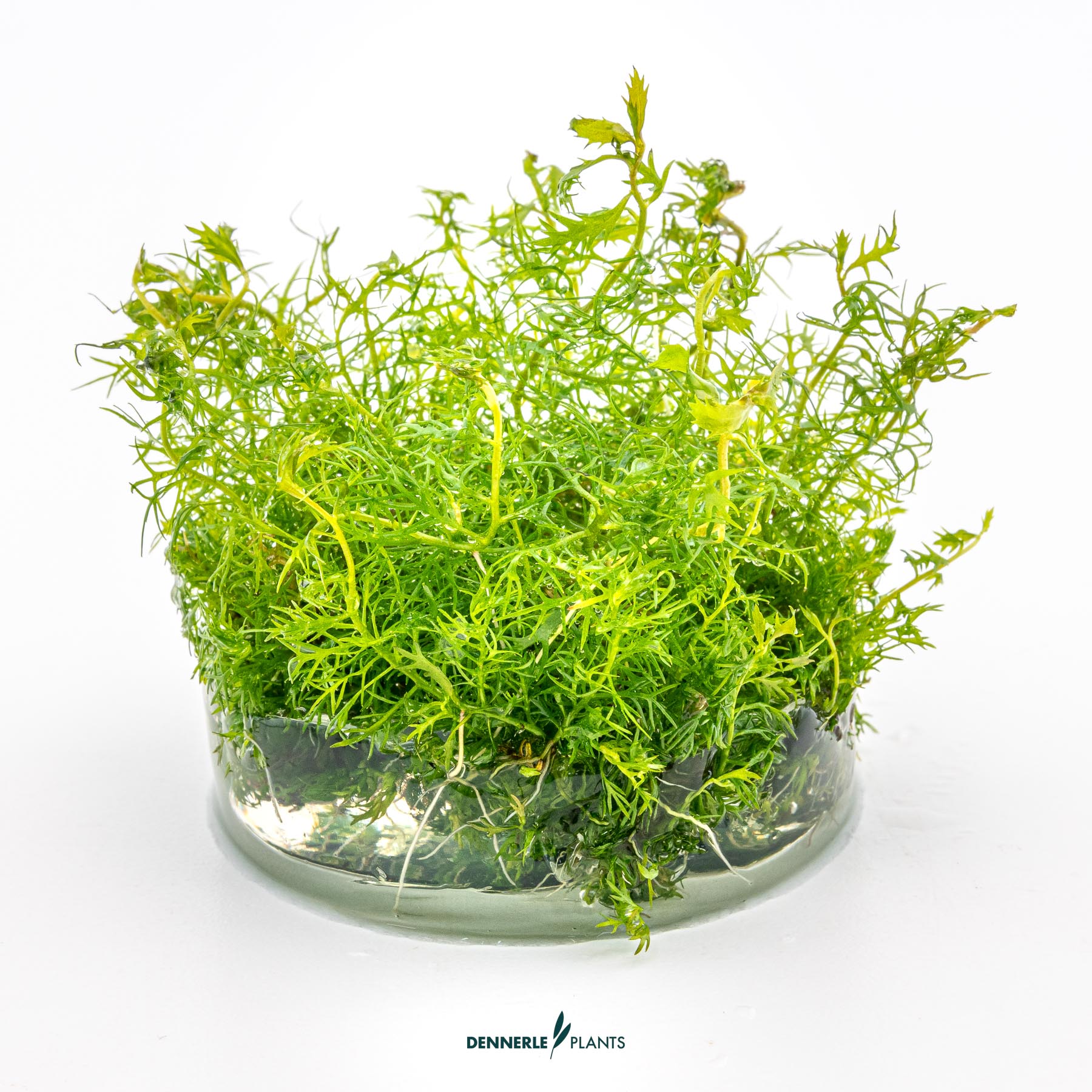 Dennerle Plants Proserpinaca Palustris In-Vitro (Plantit!) - 3