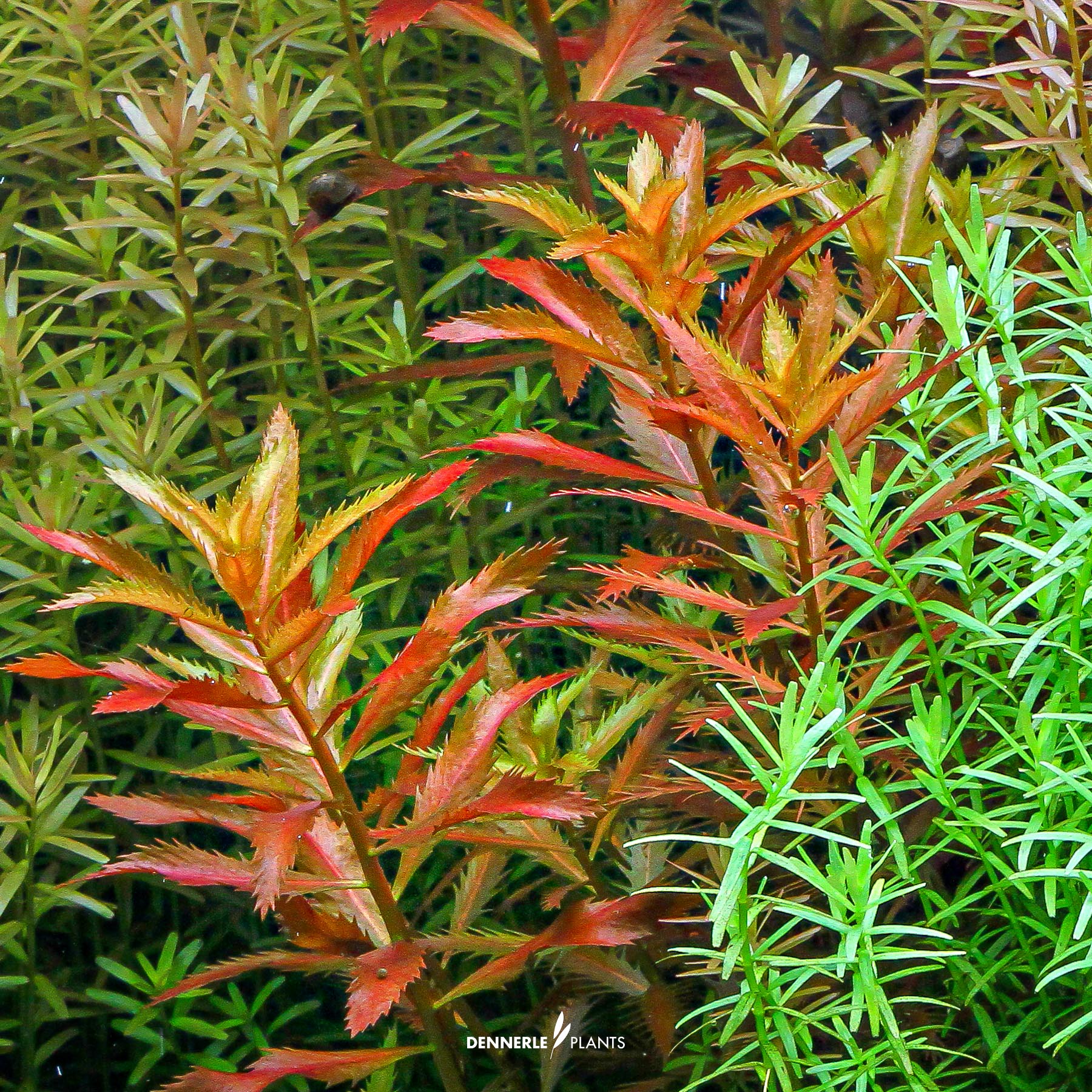 Dennerle Plants Proserpinaca Palustris In-Vitro (Plantit!) - 5