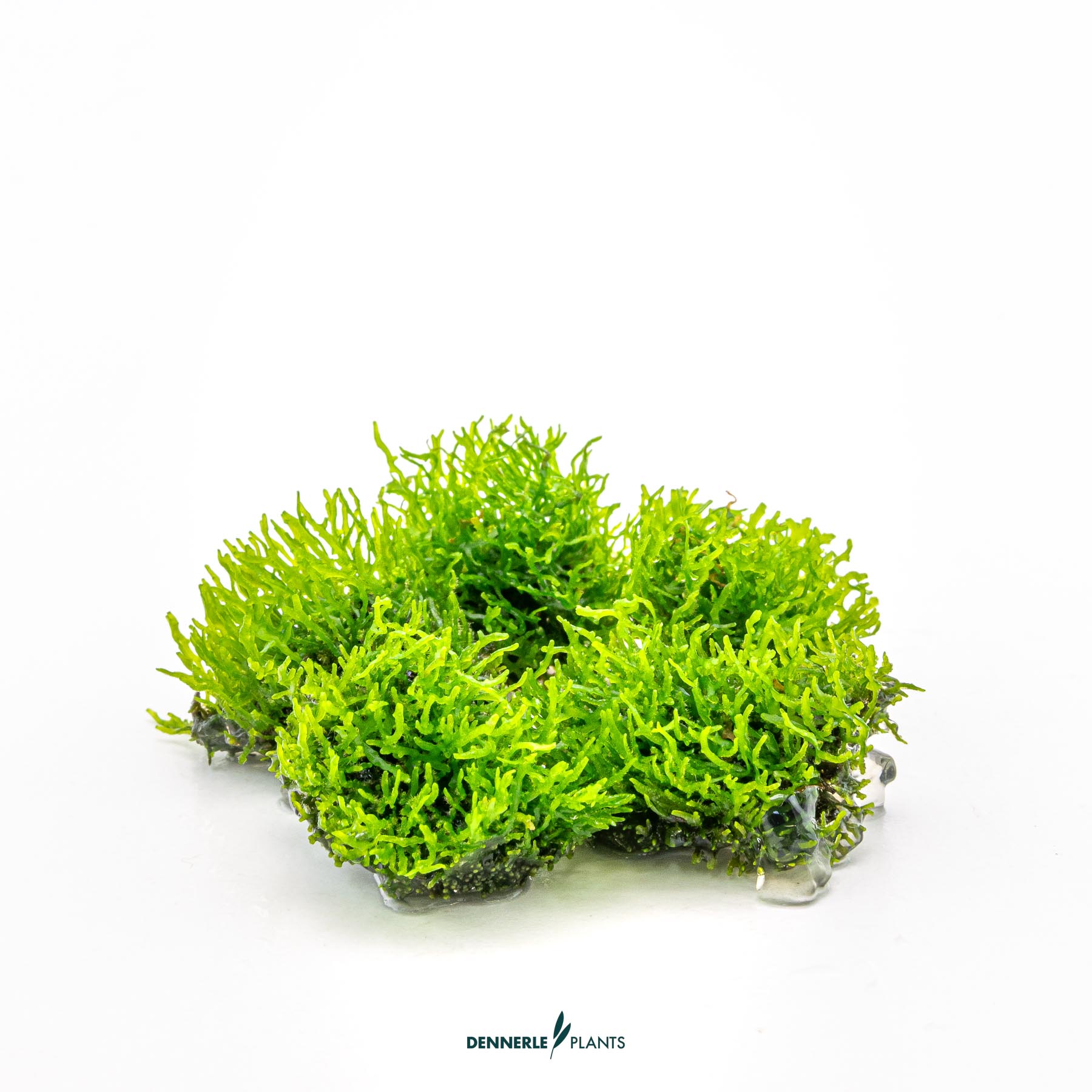 Dennerle Plants Riccardia Chamedryfolia In-Vitro (Plantit!) - 3
