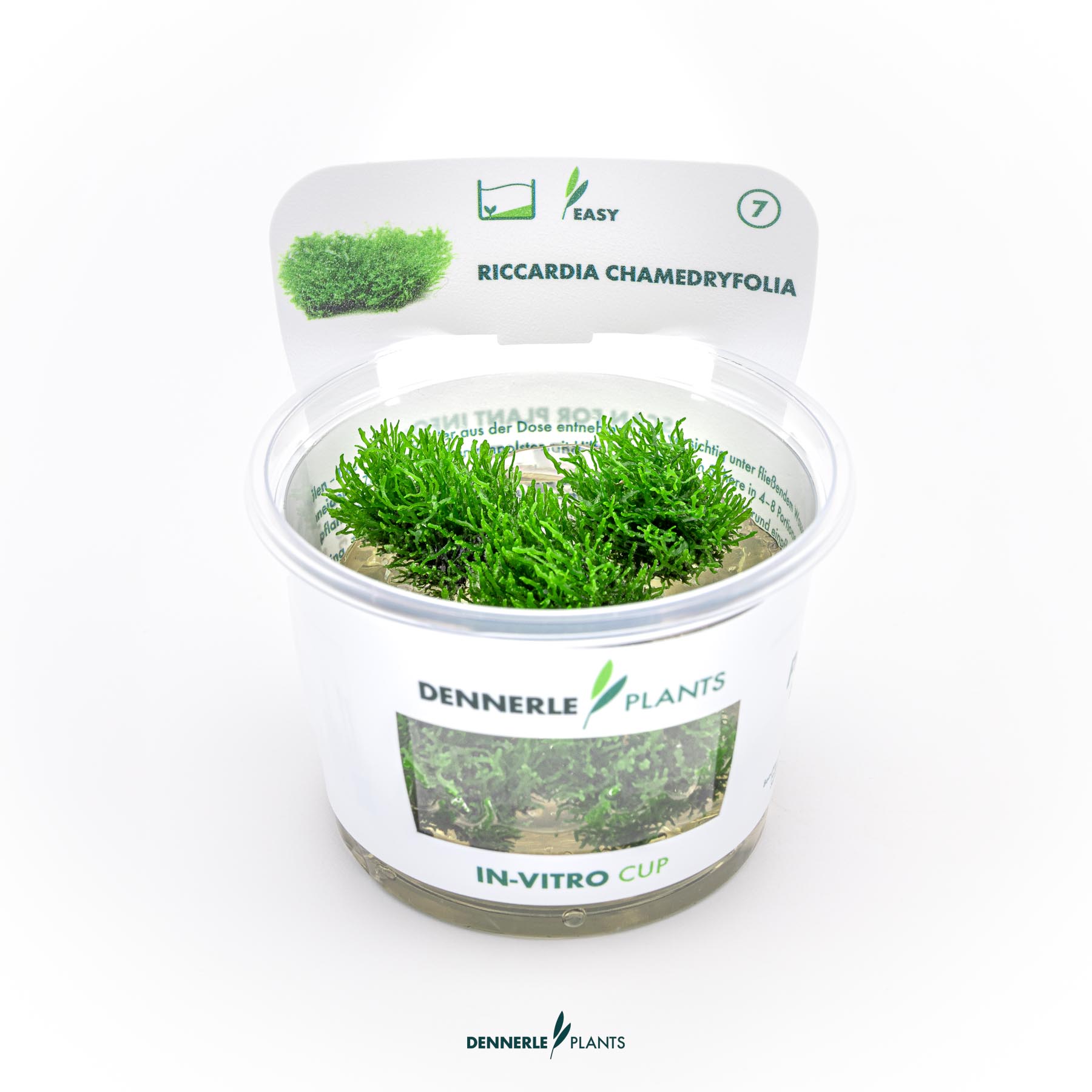 Dennerle Plants Riccardia Chamedryfolia In-Vitro (Plantit!)