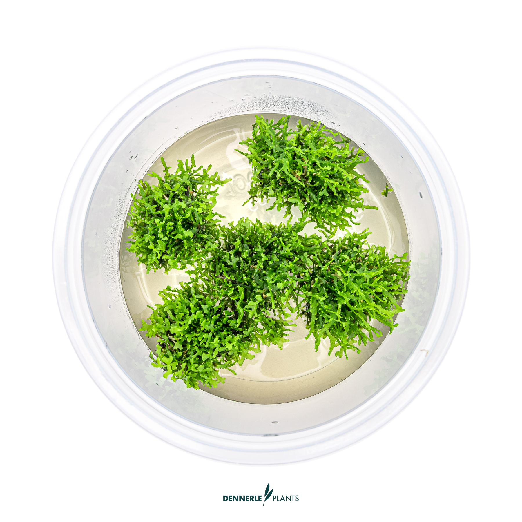 Dennerle Plants Riccardia Chamedryfolia In-Vitro (Plantit!) - 2