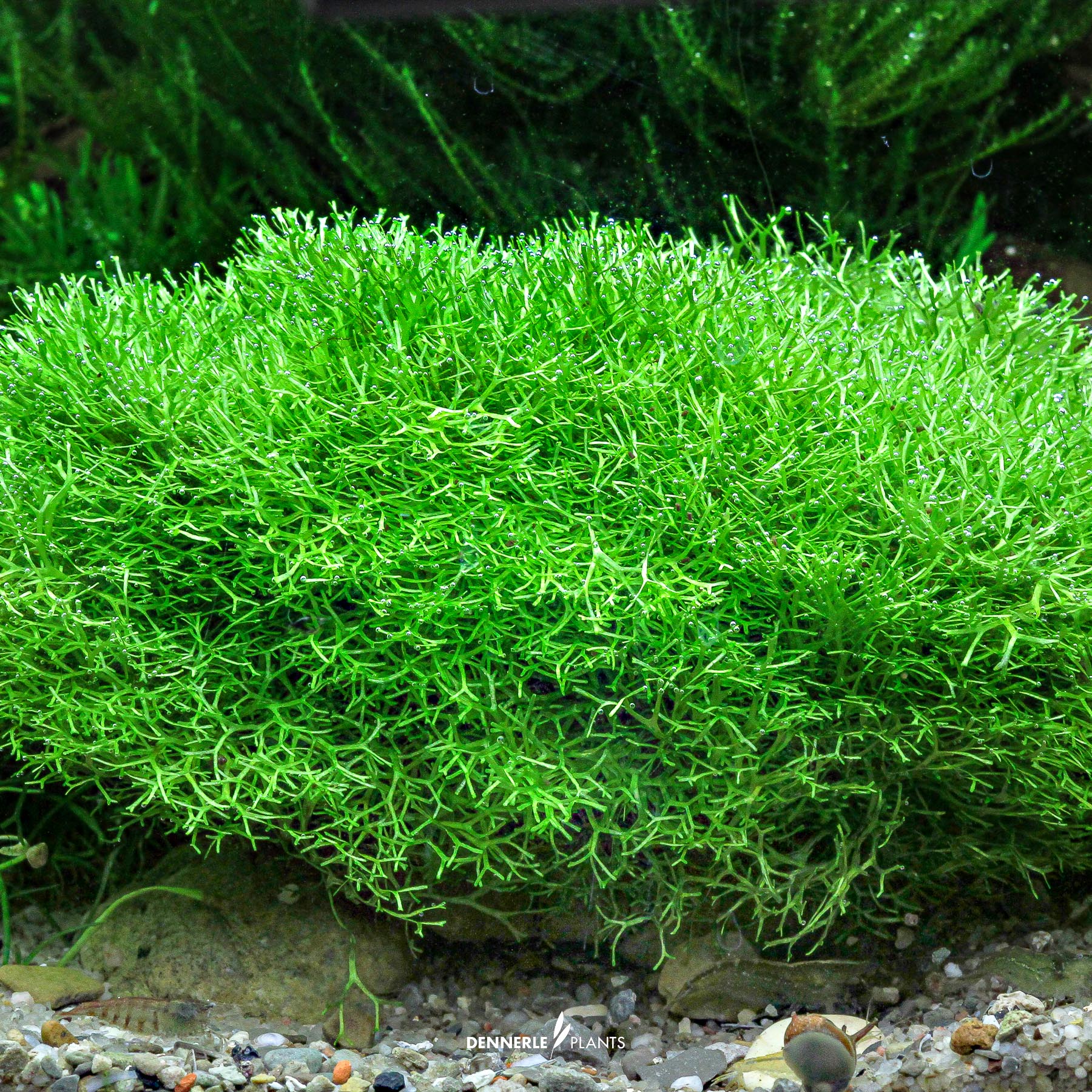 Dennerle Plants Riccia Fluitans In-Vitro (Plantit!) - 4