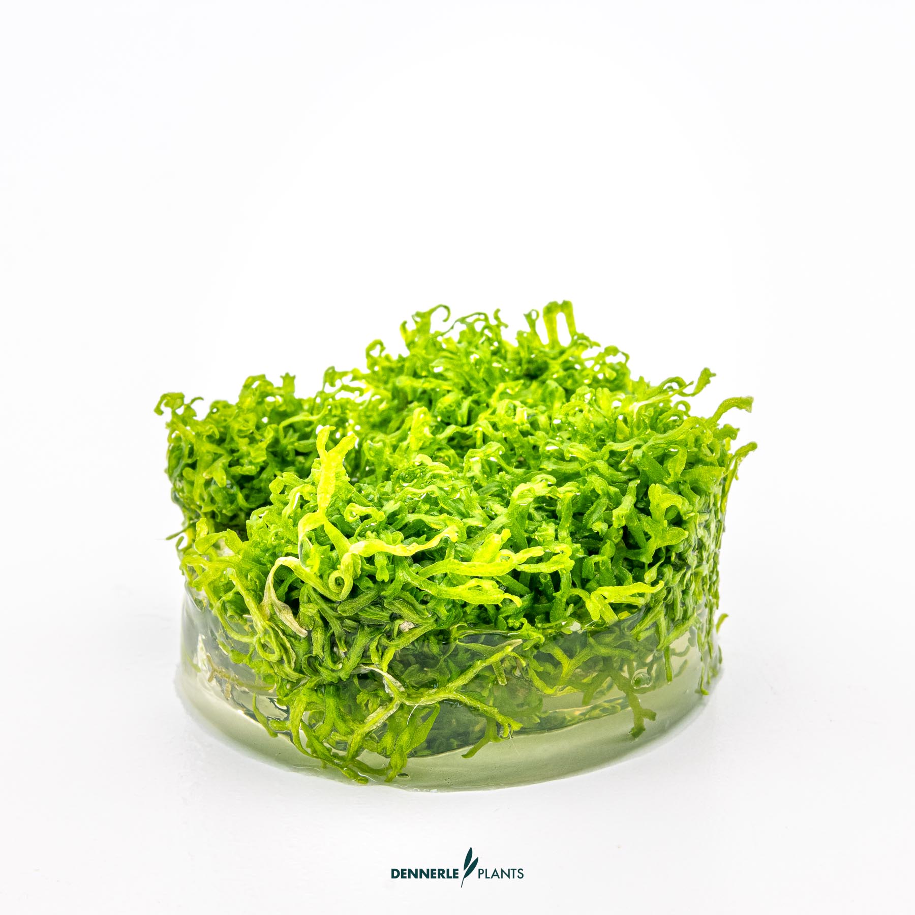 Dennerle Plants Riccia Fluitans In-Vitro (Plantit!) - 3