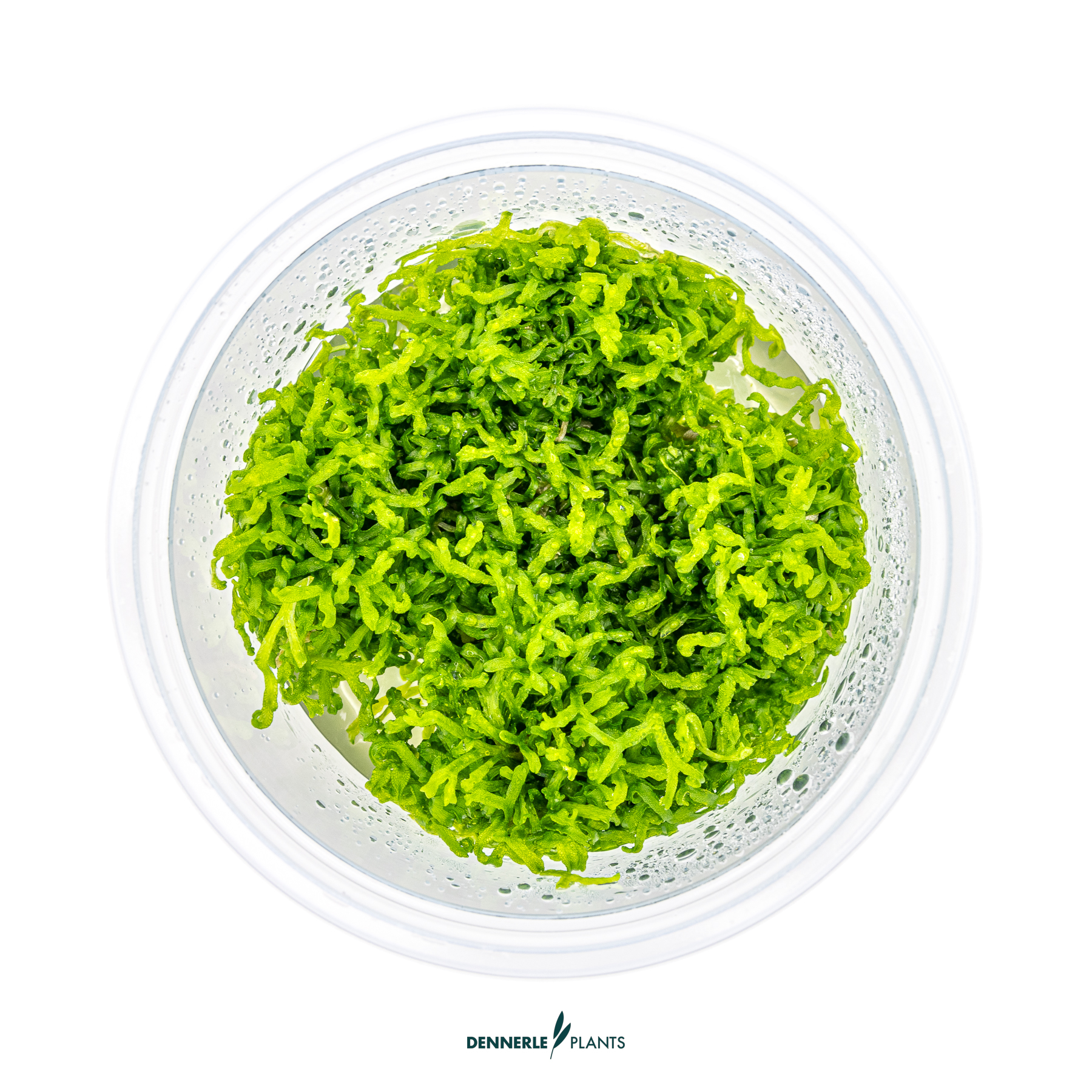 Dennerle Plants Riccia Fluitans In-Vitro (Plantit!) - 2