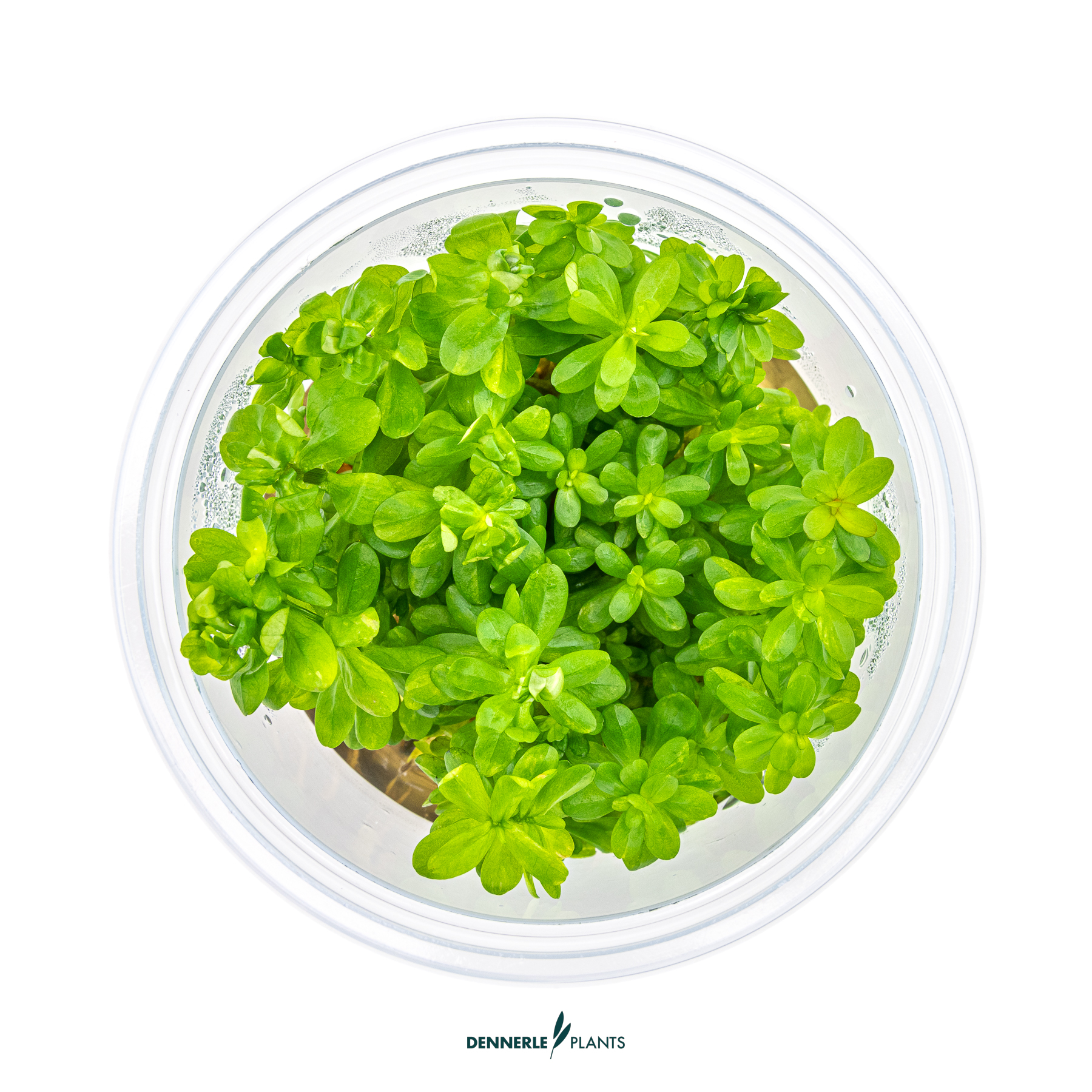 Dennerle Plants Rotala Indica 'Bonsai' In-Vitro (Plantit!) - 2