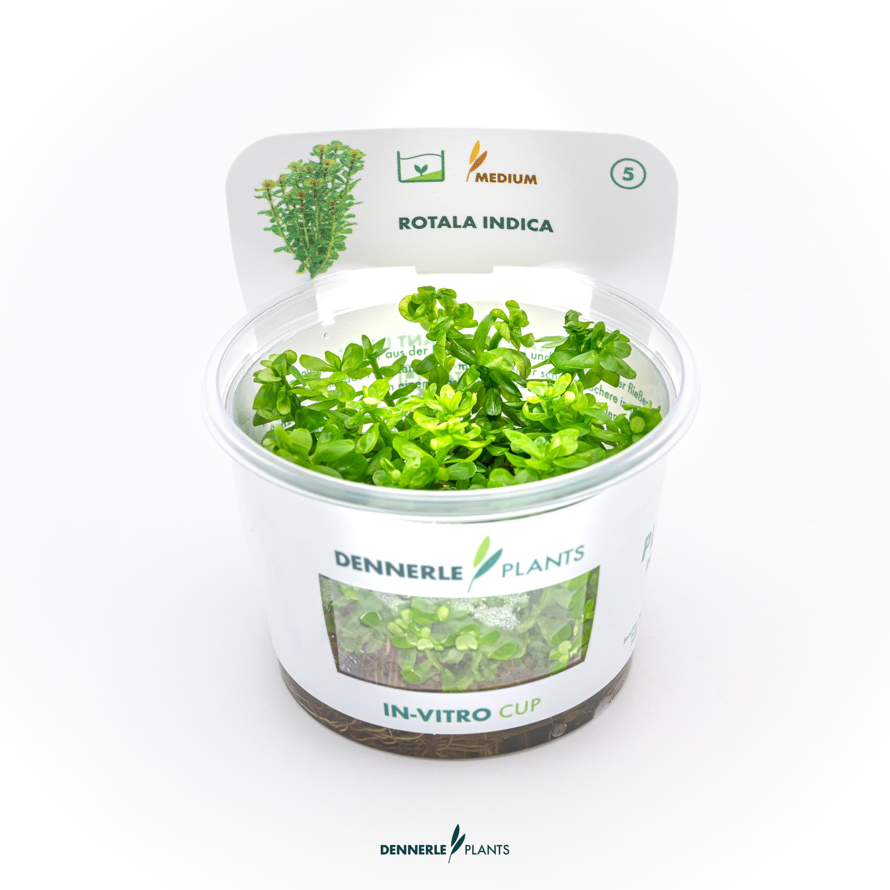 Dennerle Plants Rotala Indica 'Bonsai' In-Vitro (Plantit!)