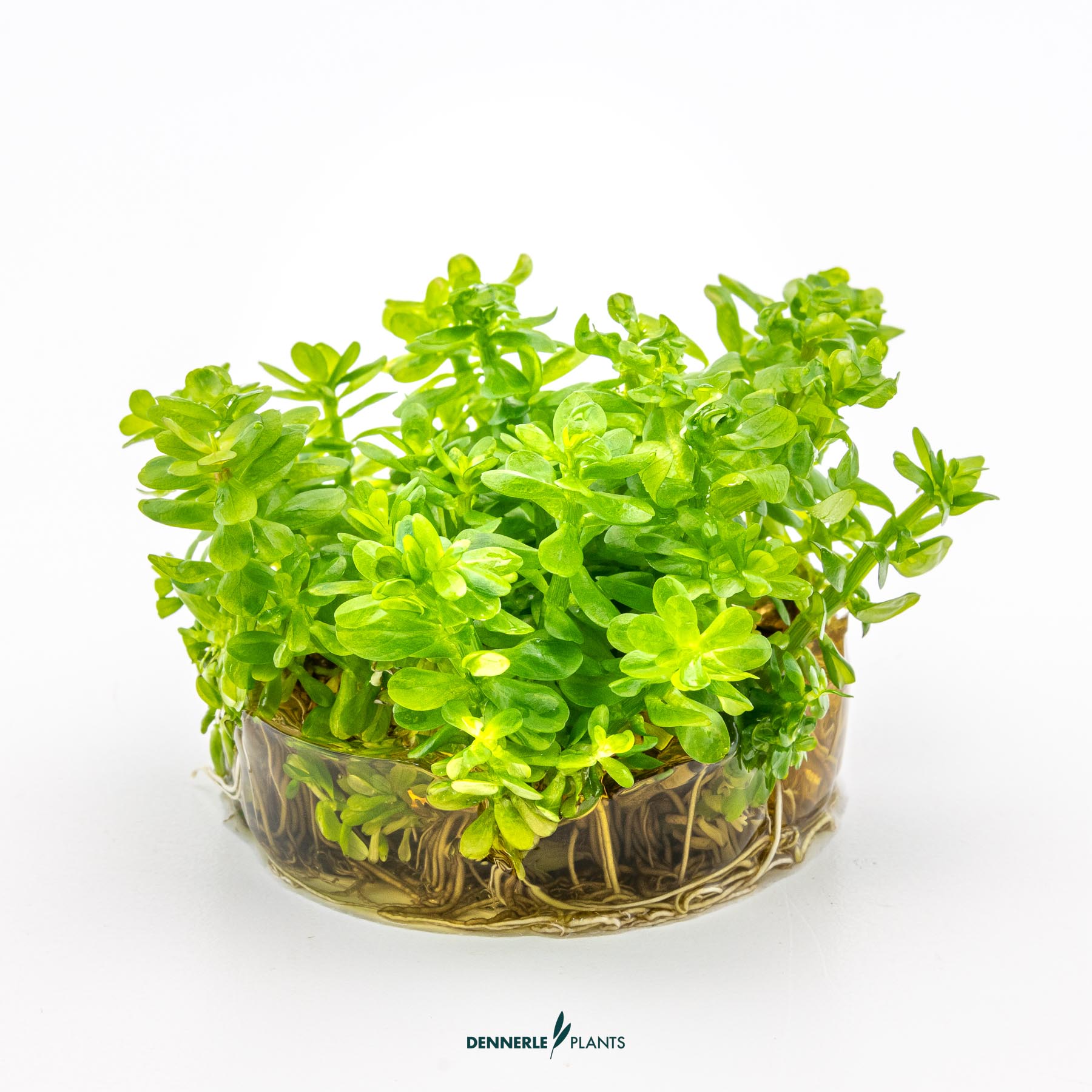 Dennerle Plants Rotala Indica 'Bonsai' In-Vitro (Plantit!) - 3