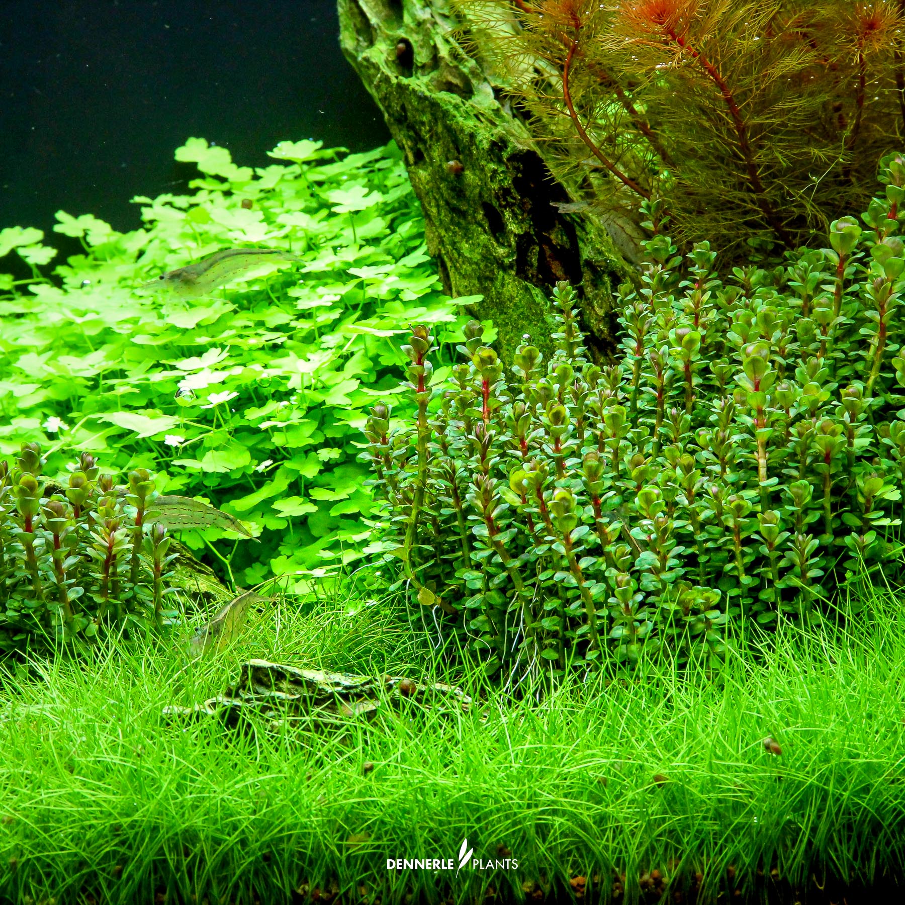 Dennerle Plants Rotala Indica 'Bonsai' In-Vitro (Plantit!) - 4