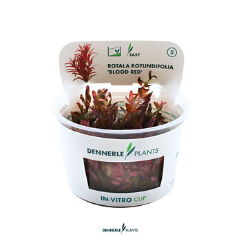 Dennerle Plants Rotala Rotundifolia 'Blood Red' In-Vitro (Plantit!)