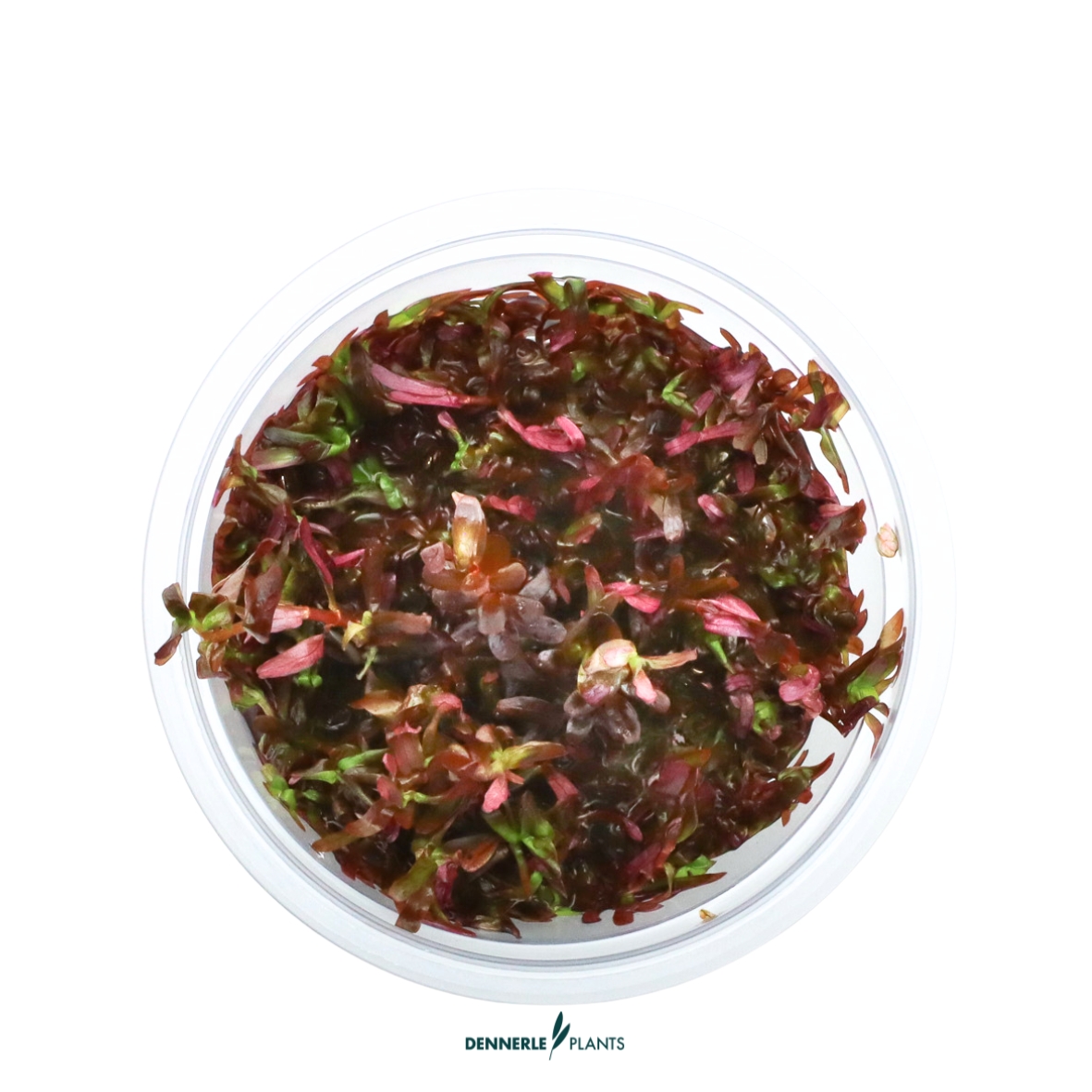 Dennerle Plants Rotala Rotundifolia 'Blood Red' In-Vitro (Plantit!) - 2