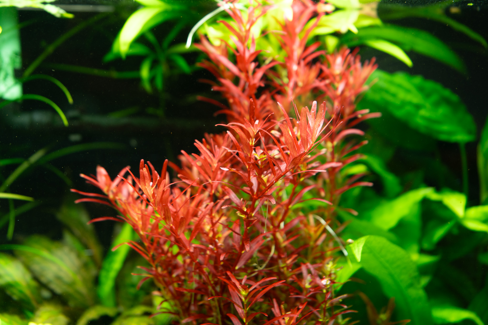 Dennerle Plants Rotala Rotundifolia 'Blood Red' In-Vitro (Plantit!) - 4