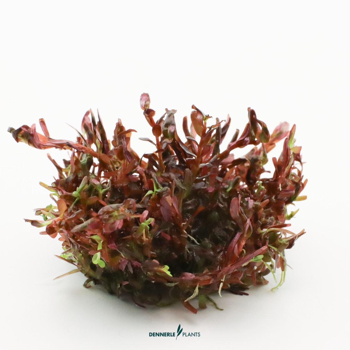 Dennerle Plants Rotala Rotundifolia 'Blood Red' In-Vitro (Plantit!) - 3