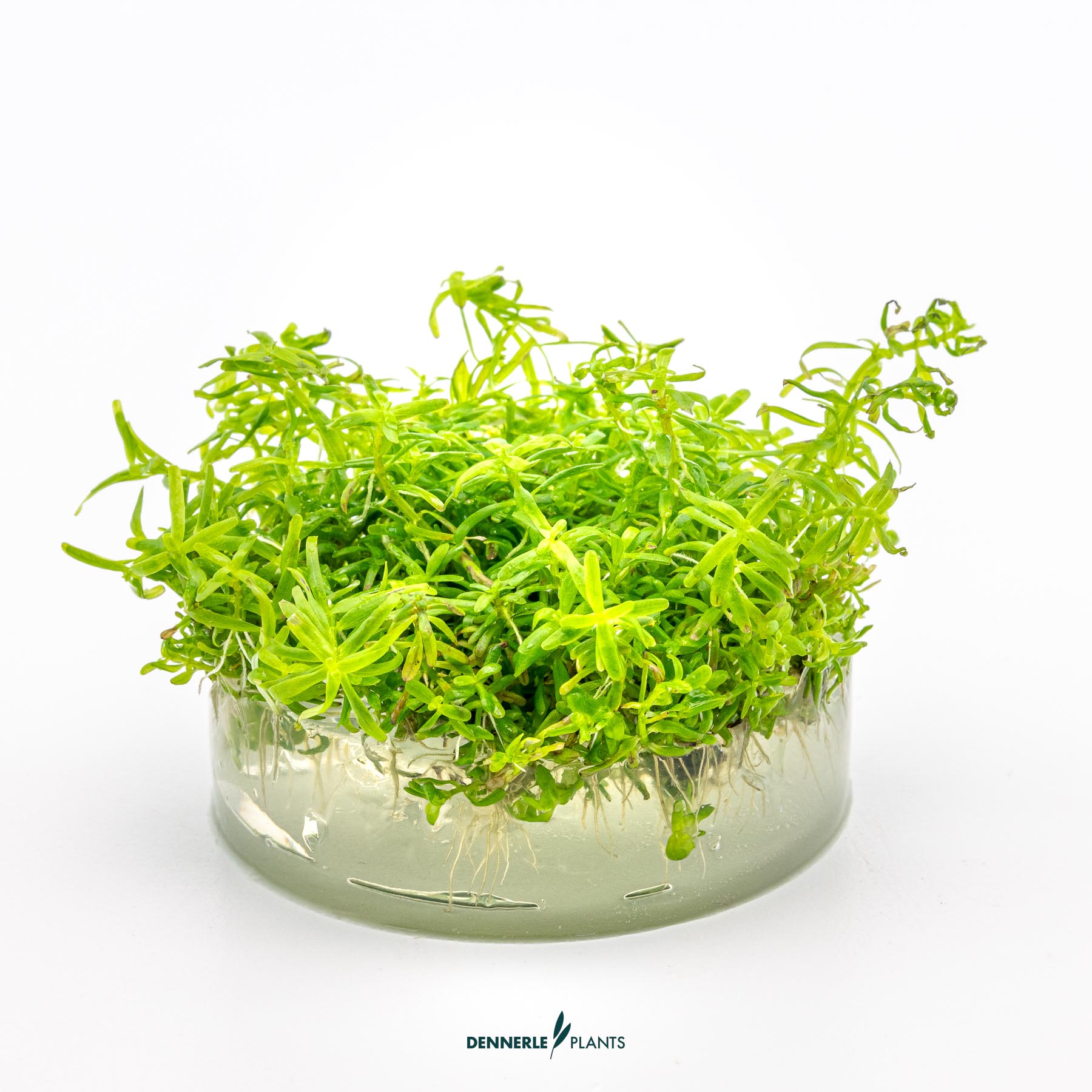 Dennerle Plants Rotala Sp. 'Wayanad' In-Vitro (Plantit!) - 3