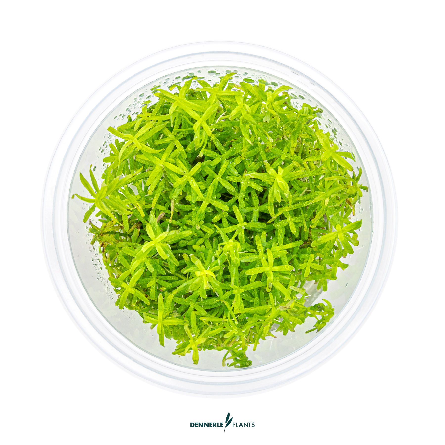 Dennerle Plants Rotala Sp. 'Wayanad' In-Vitro (Plantit!) - 2