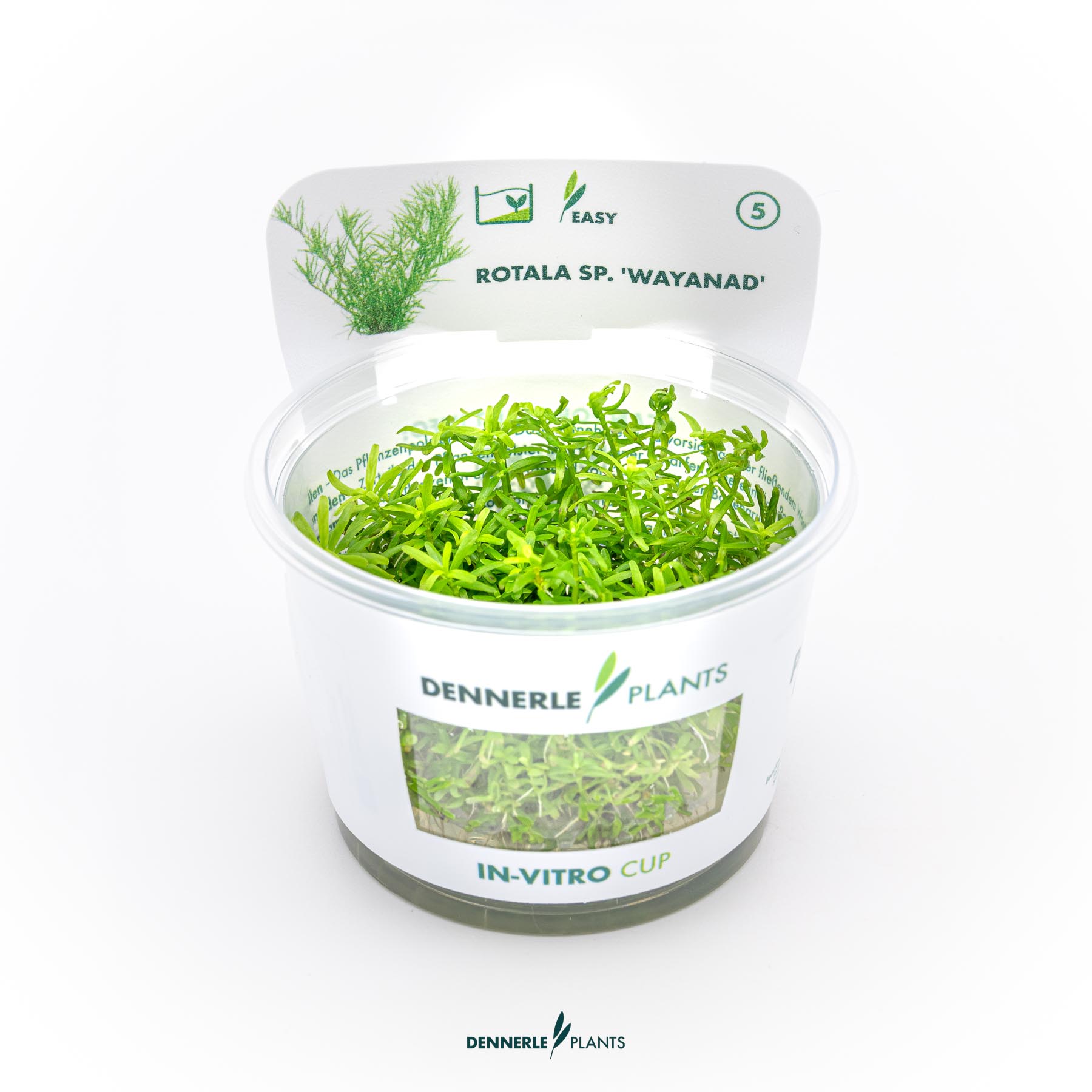 Dennerle Plants Rotala Sp. 'Wayanad' In-Vitro (Plantit!)