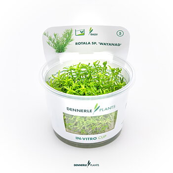 Dennerle Plants Rotala Sp. 'Wayanad' In-Vitro (Plantit!)