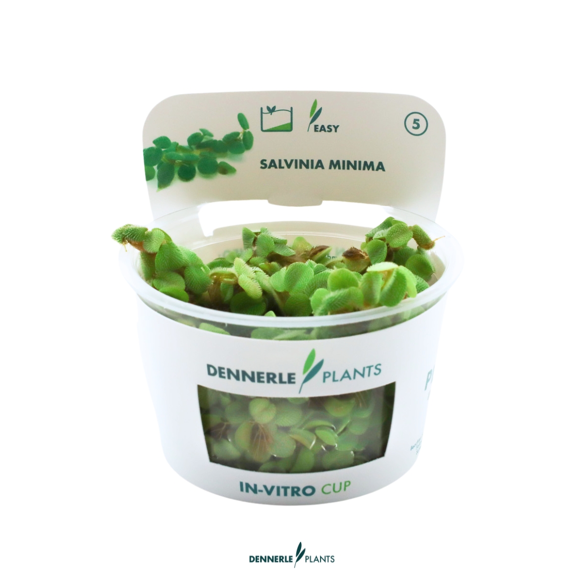 Dennerle Plants Salvinia Minima In-Vitro (Plantit!)
