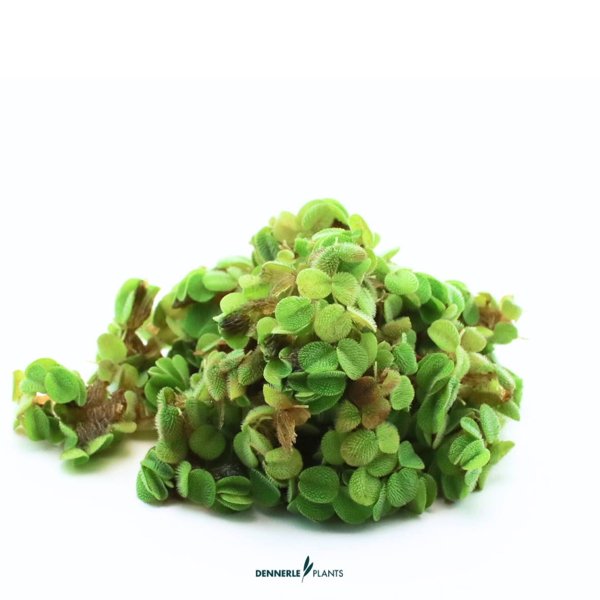 Dennerle Plants Salvinia Minima In-Vitro (Plantit!) - 3