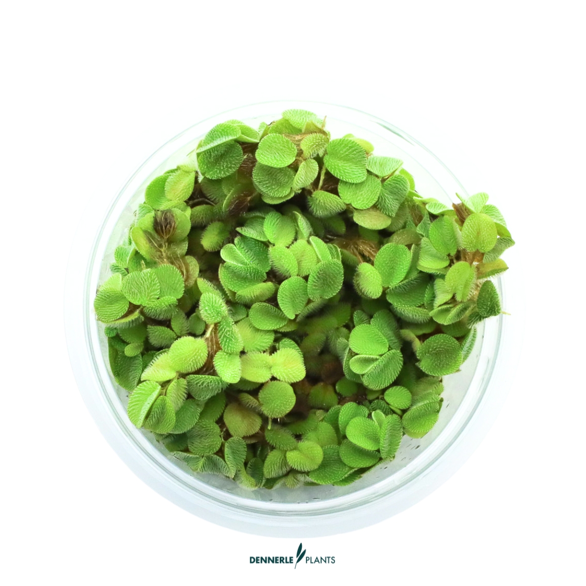 Dennerle Plants Salvinia Minima In-Vitro (Plantit!) - 2