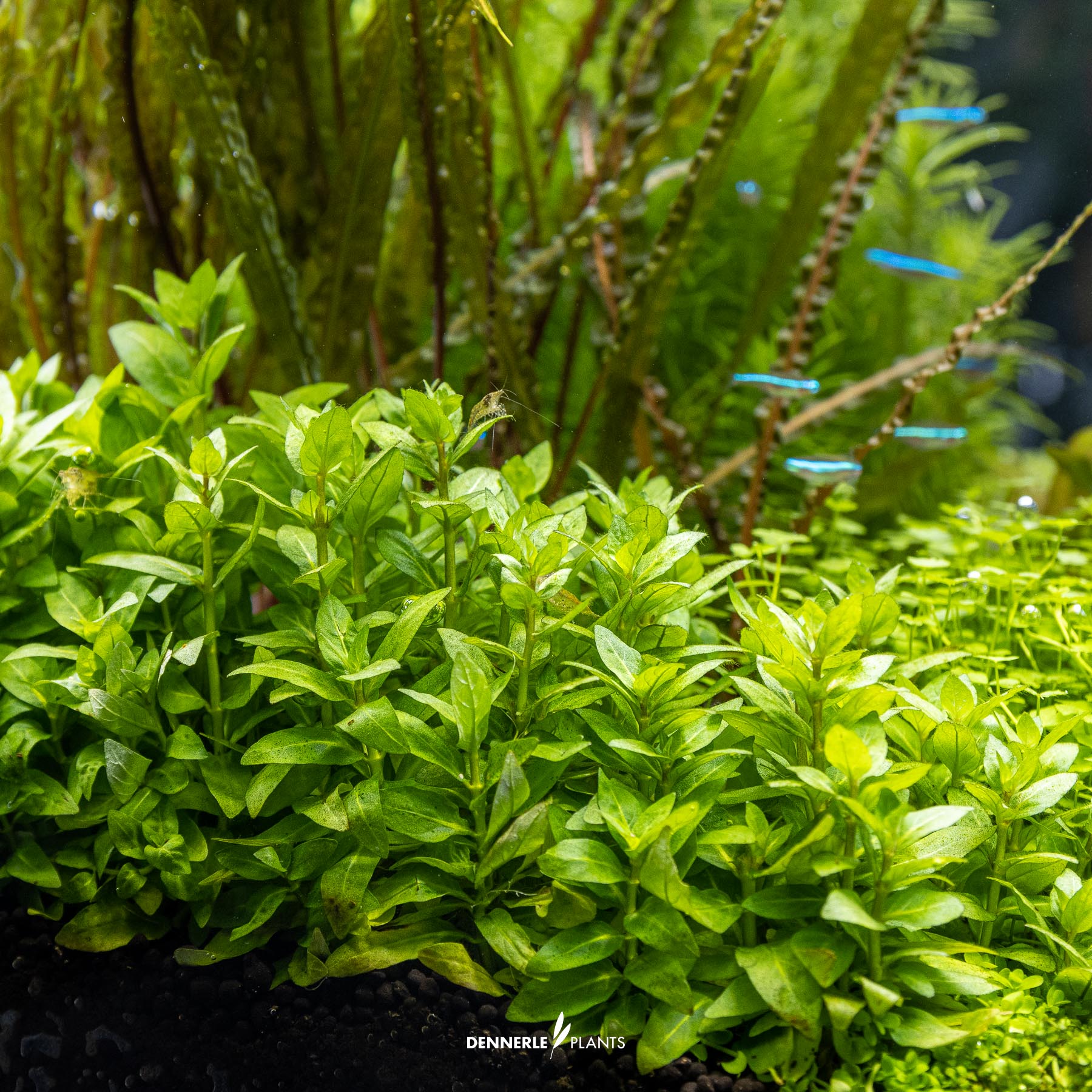 Dennerle Plants Staurogyne Repens In-Vitro (Plantit!) - 4