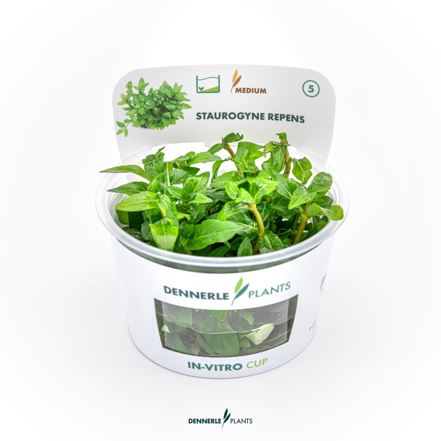 Dennerle Plants Staurogyne Repens In-Vitro (Plantit!)