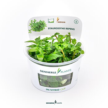 Dennerle Plants Staurogyne Repens In-Vitro (Plantit!)
