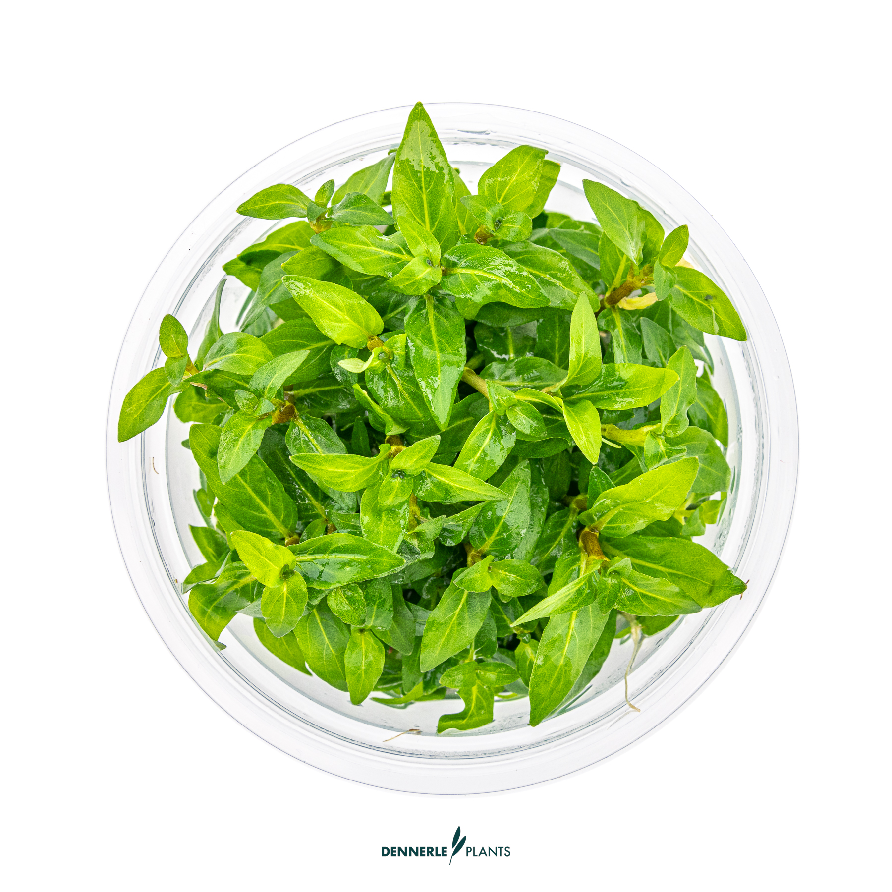 Dennerle Plants Staurogyne Repens In-Vitro (Plantit!) - 2