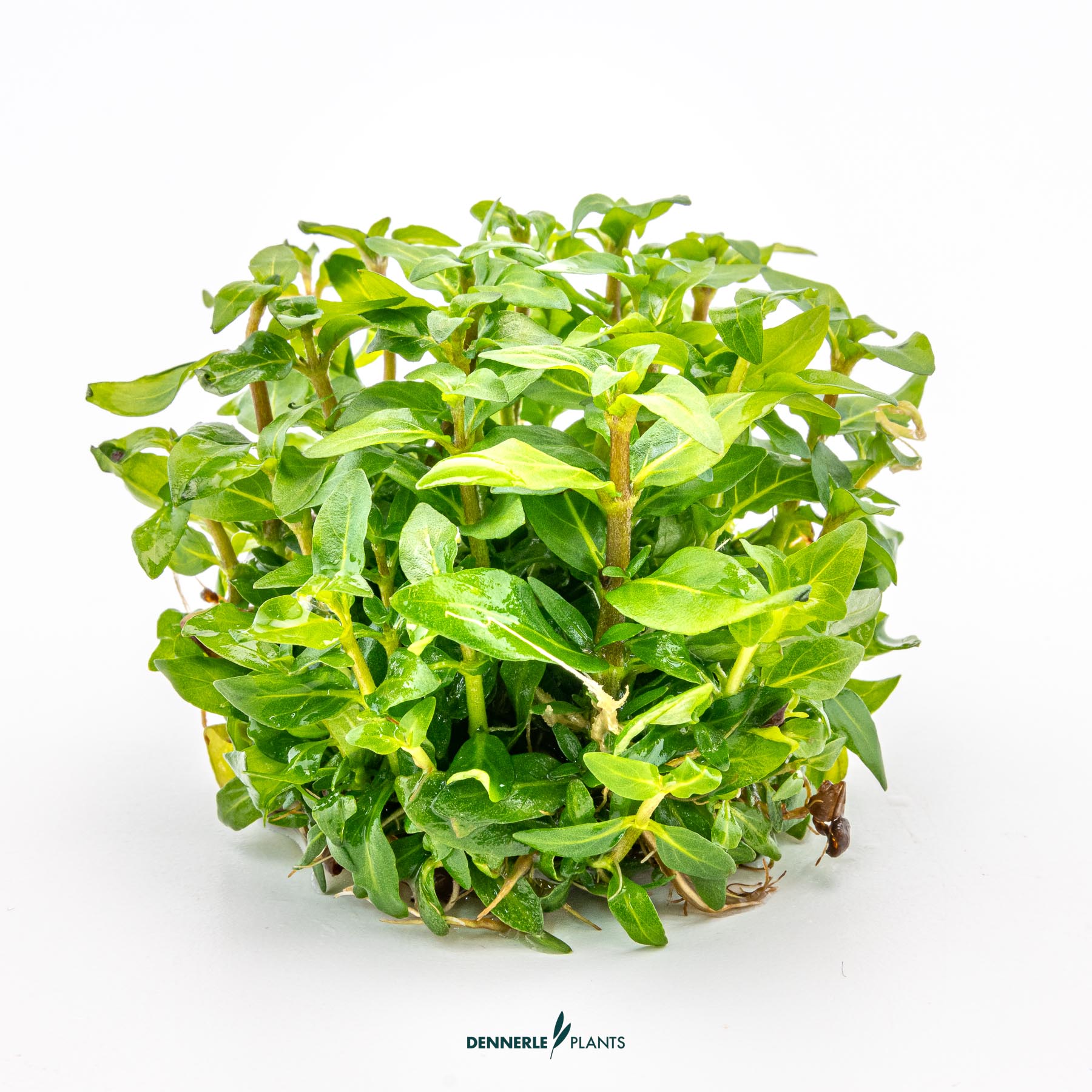 Dennerle Plants Staurogyne Repens In-Vitro (Plantit!) - 3