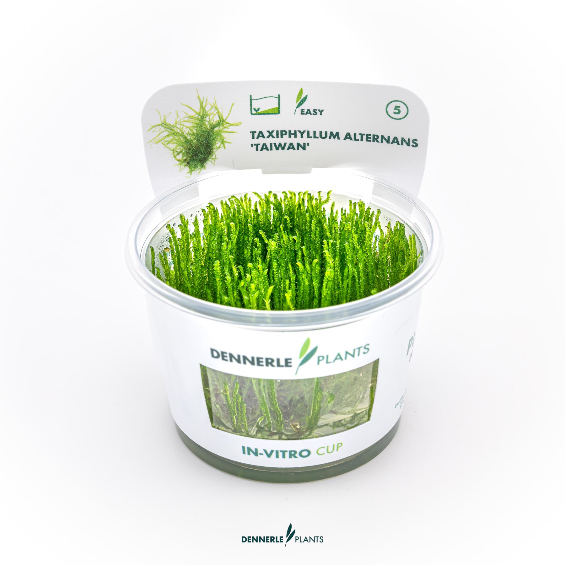 Dennerle Plants Taxiphyllum Alternans 'Taiwan' In-Vitro (Plantit!)