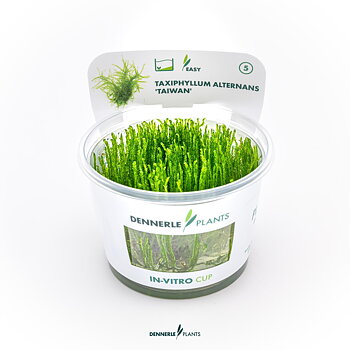 Dennerle Plants Taxiphyllum Alternans 'Taiwan' In-Vitro (Plantit!)