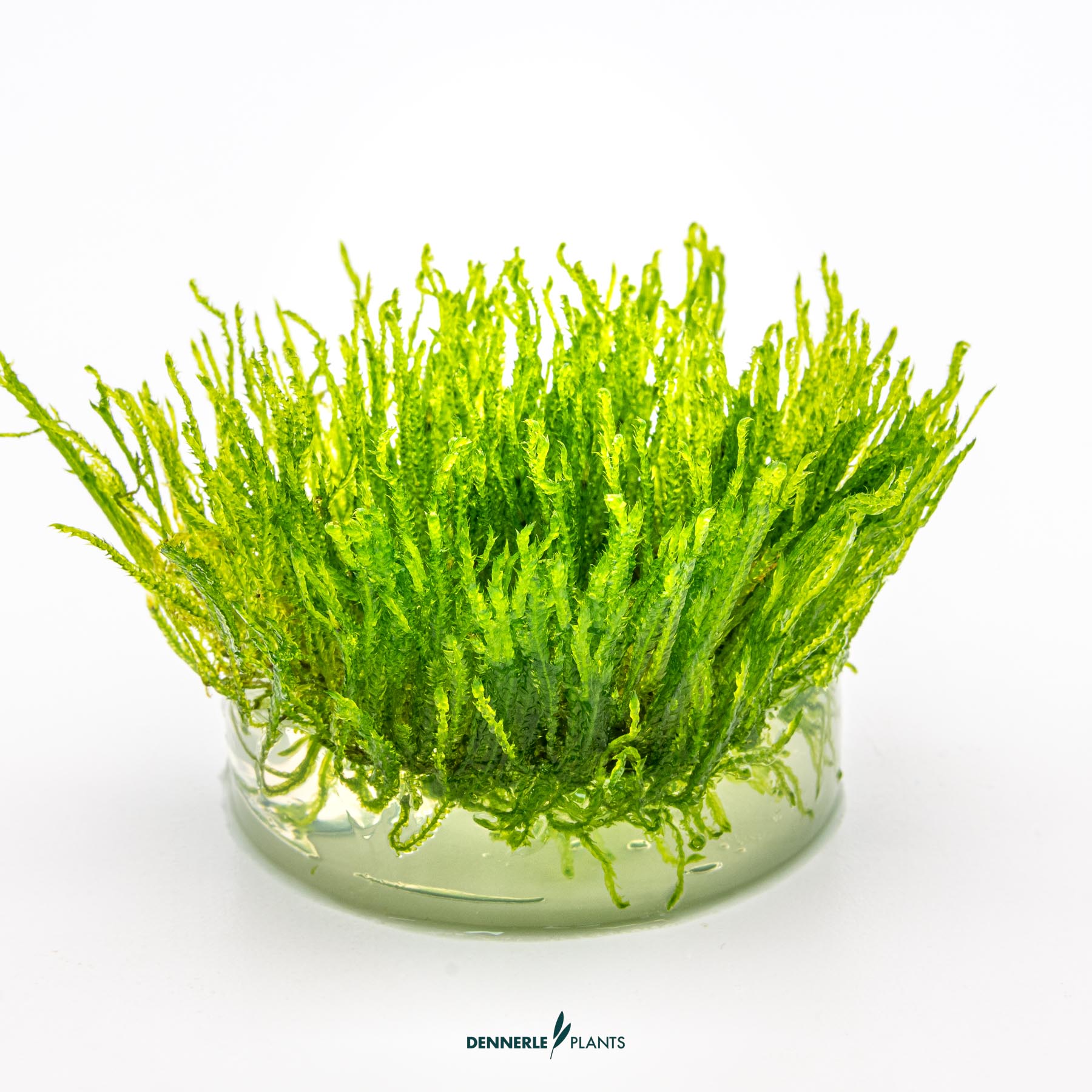 Dennerle Plants Taxiphyllum Alternans 'Taiwan' In-Vitro (Plantit!) - 3