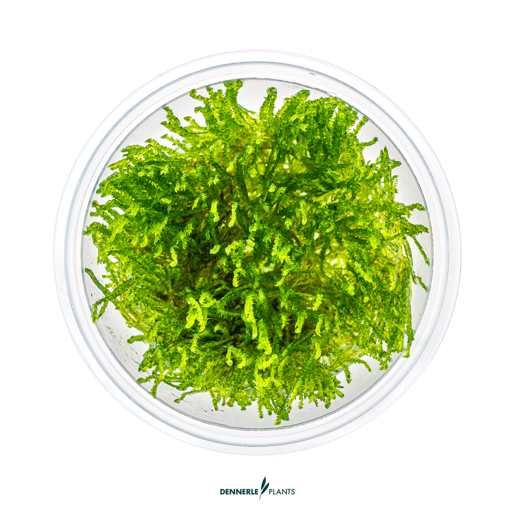 Dennerle Plants Taxiphyllum Alternans 'Taiwan' In-Vitro (Plantit!) - 2