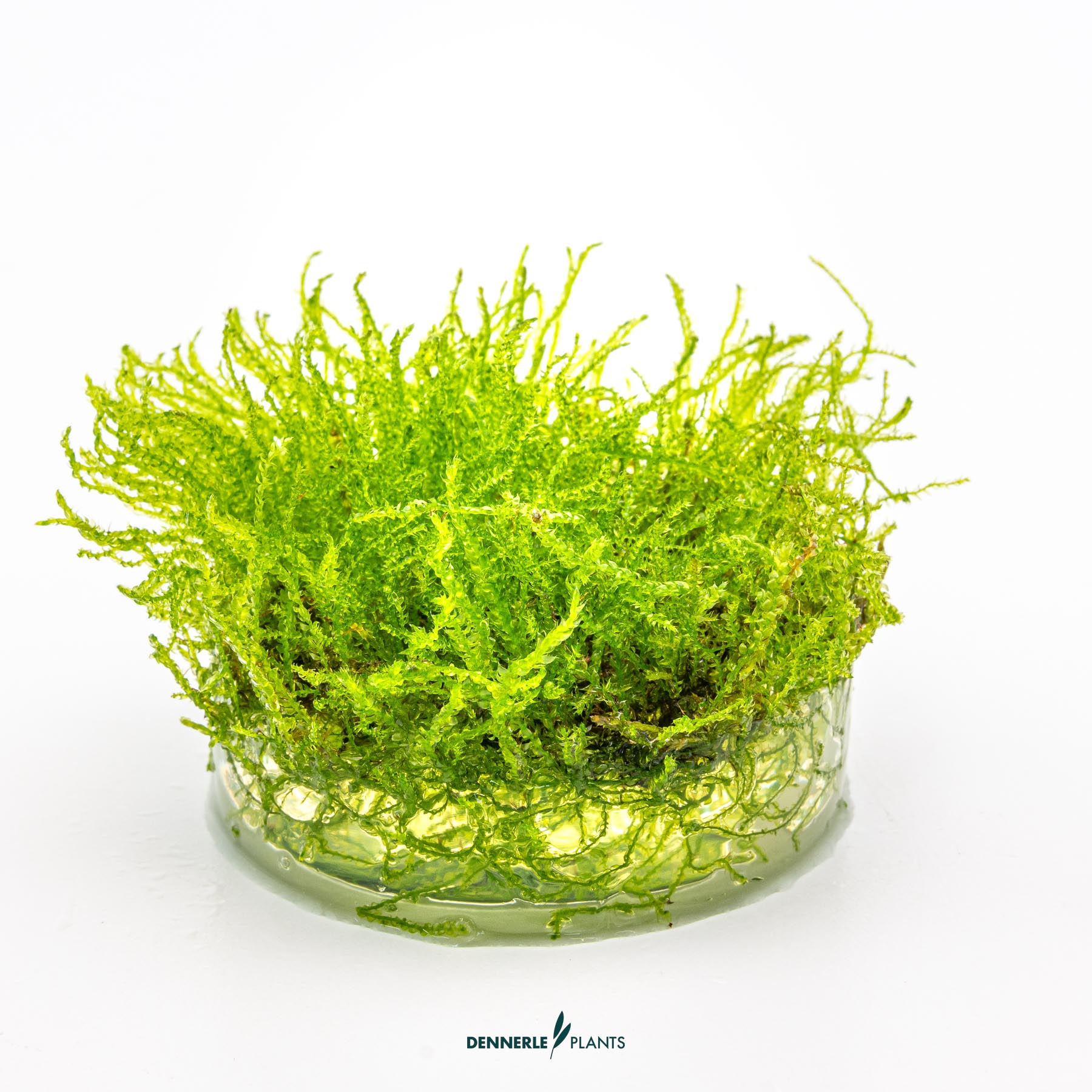 Dennerle Plants Taxiphyllum Barbieri 'Java Moss' In-Vitro (Plantit!) - 3