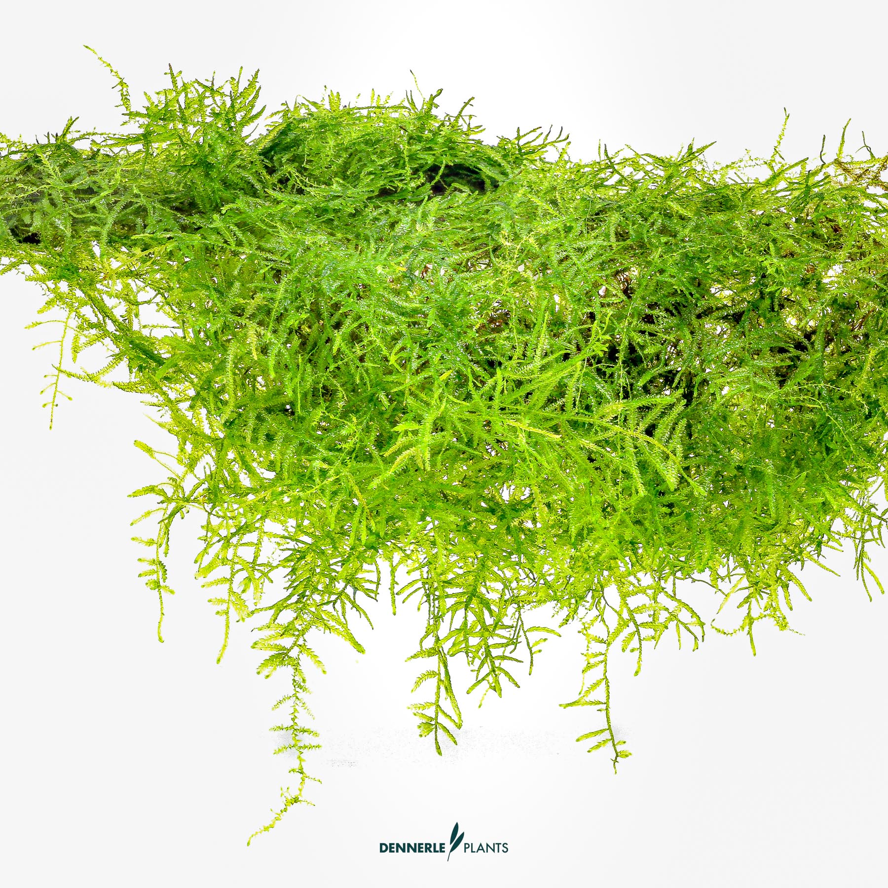 Dennerle Plants Taxiphyllum Barbieri 'Java Moss' In-Vitro (Plantit!) - 4