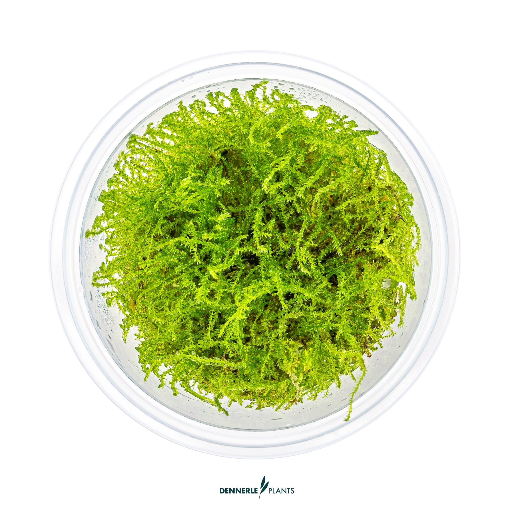 Dennerle Plants Taxiphyllum Barbieri 'Java Moss' In-Vitro (Plantit!) - 2