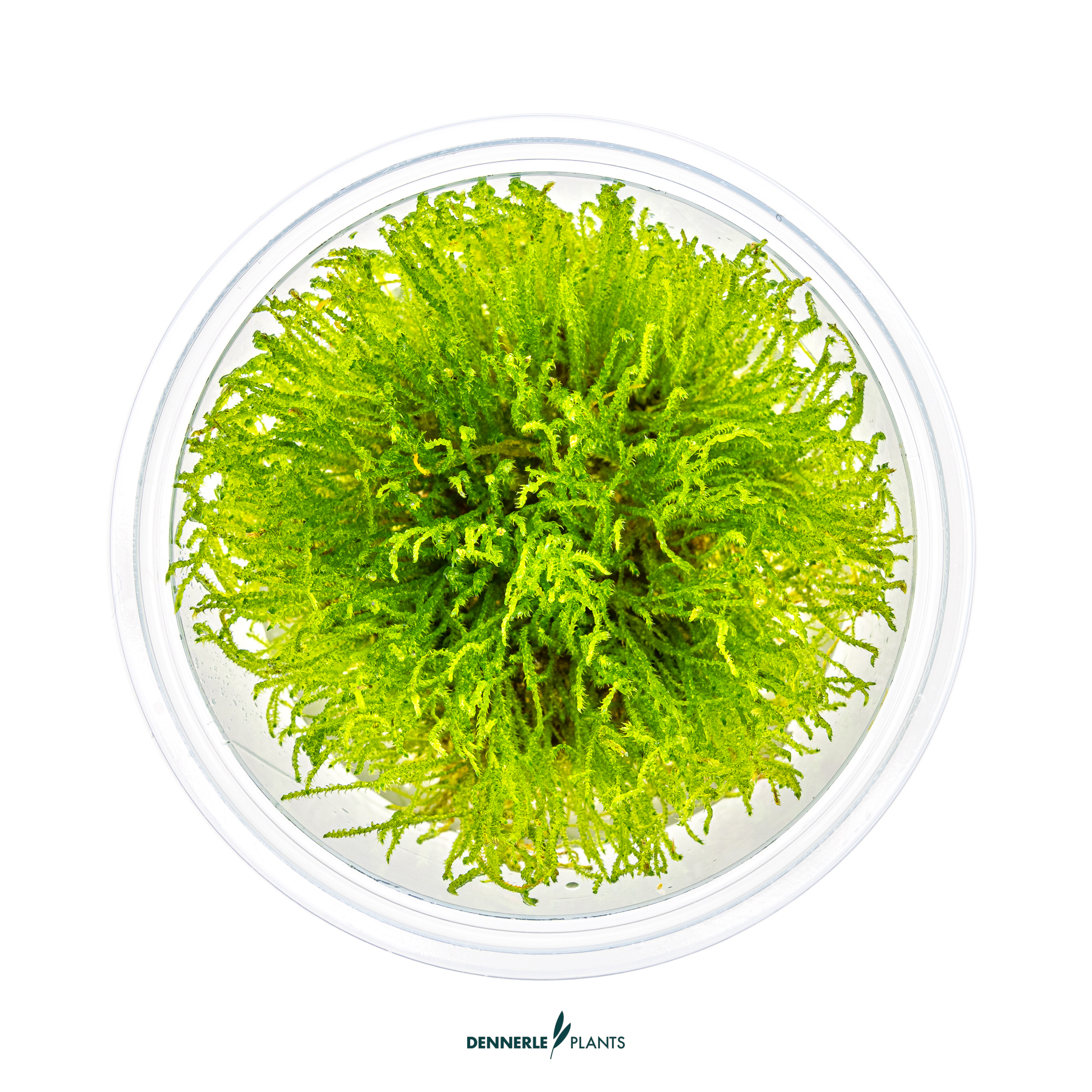 Dennerle Plants Taxiphyllum Sp. 'Giant' In-Vitro (Plantit!) - 2