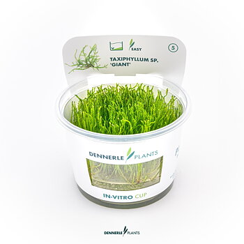 Dennerle Plants Taxiphyllum Sp. 'Giant' In-Vitro (Plantit!)