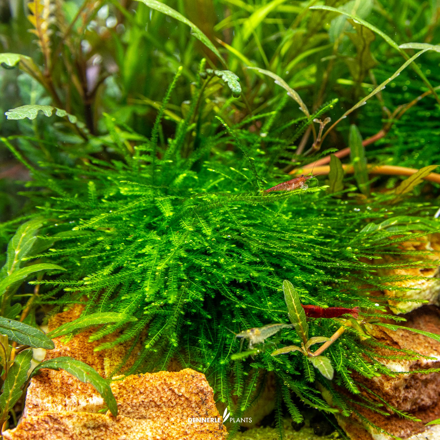 Dennerle Plants Taxiphyllum Sp. 'Giant' In-Vitro (Plantit!) - 4