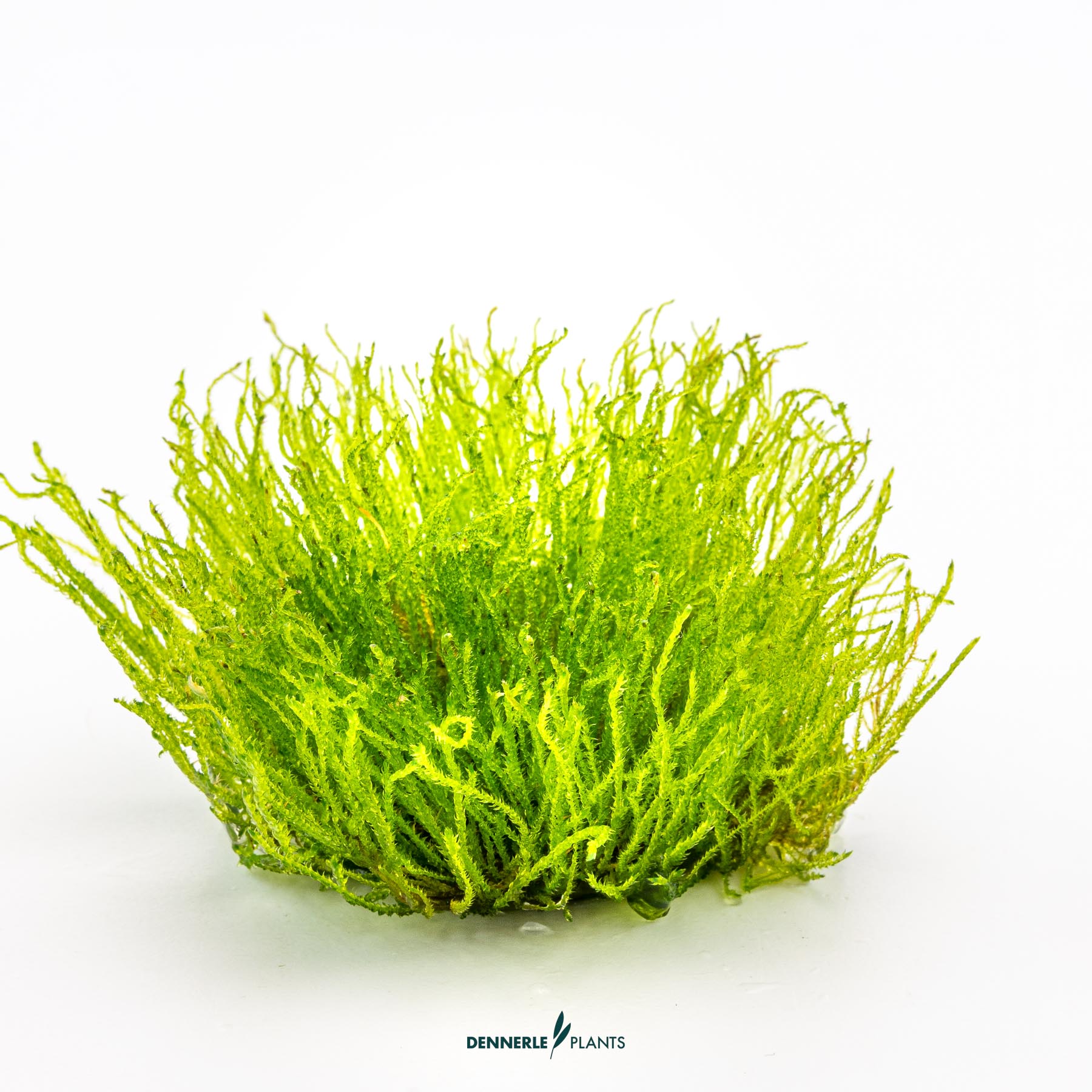 Dennerle Plants Taxiphyllum Sp. 'Giant' In-Vitro (Plantit!) - 3