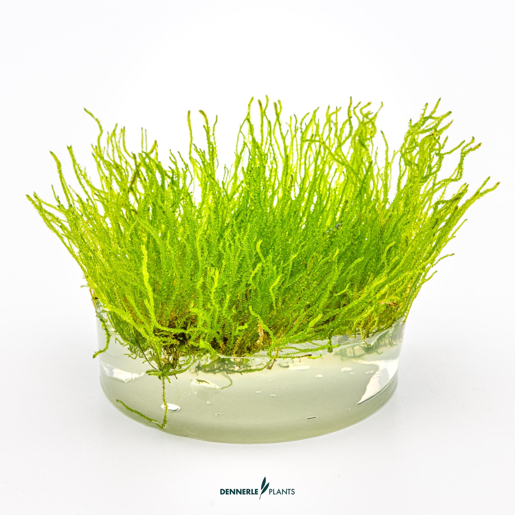 Dennerle Plants Taxiphyllum Sp. 'Flame Moss' In-Vitro (Plantit!) - 3
